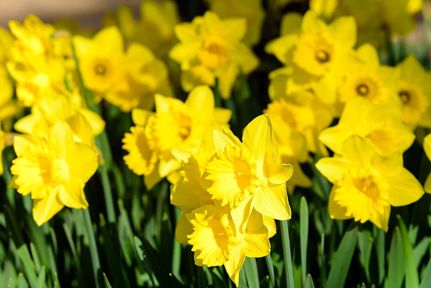 King Alfred Yellow Trumpet Daffodil Bulbs - 3kg net 10/12cm By Jamieson Brothers