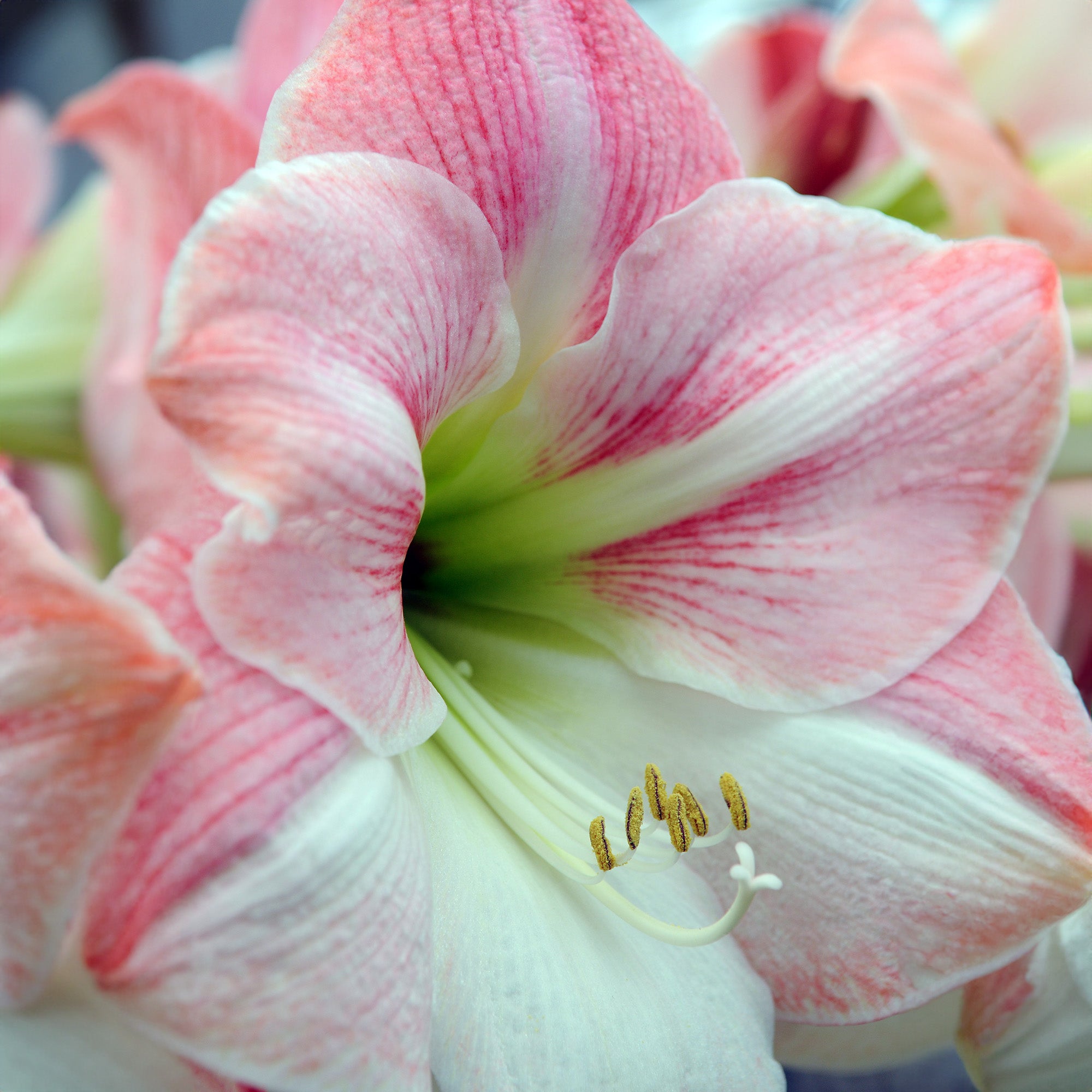 Deluxe Amaryllis Pink (1 bulb, pot & compost) - Gift Box