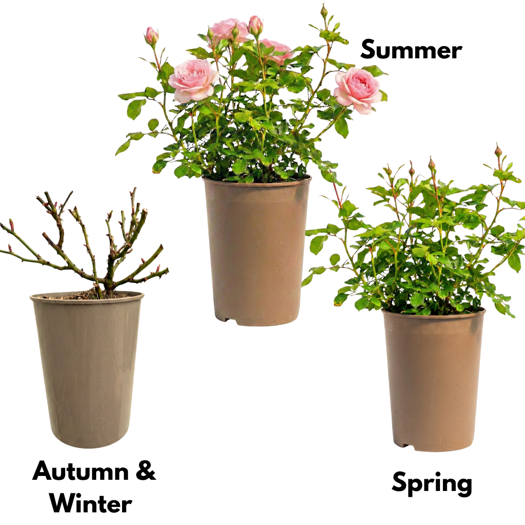 Rose - Bush - Pink