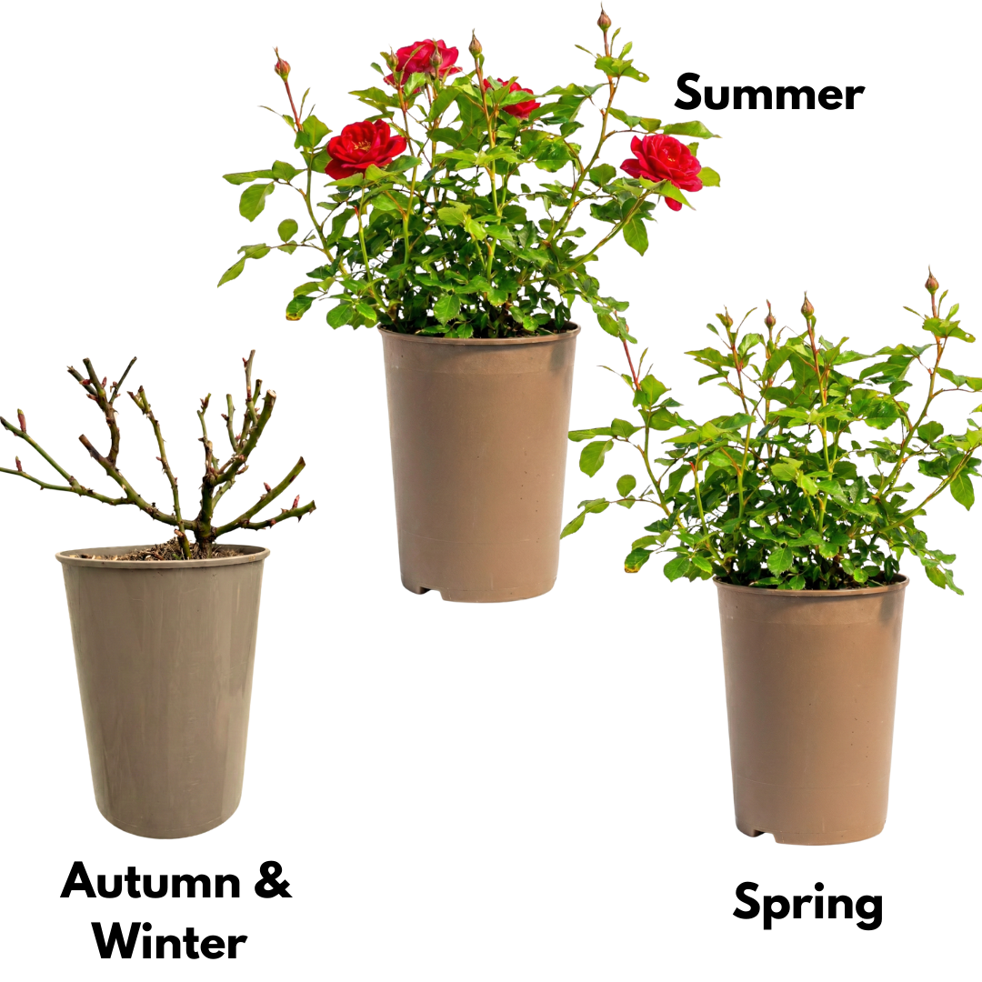 Rose - Bush - Red