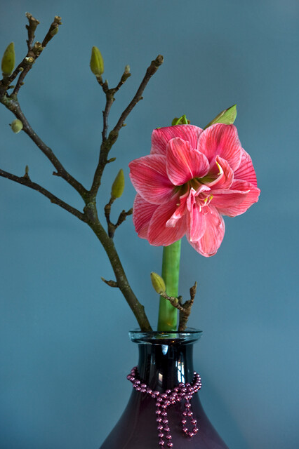 Deluxe Amaryllis Pink (1 bulb, pot & compost) - Gift Box