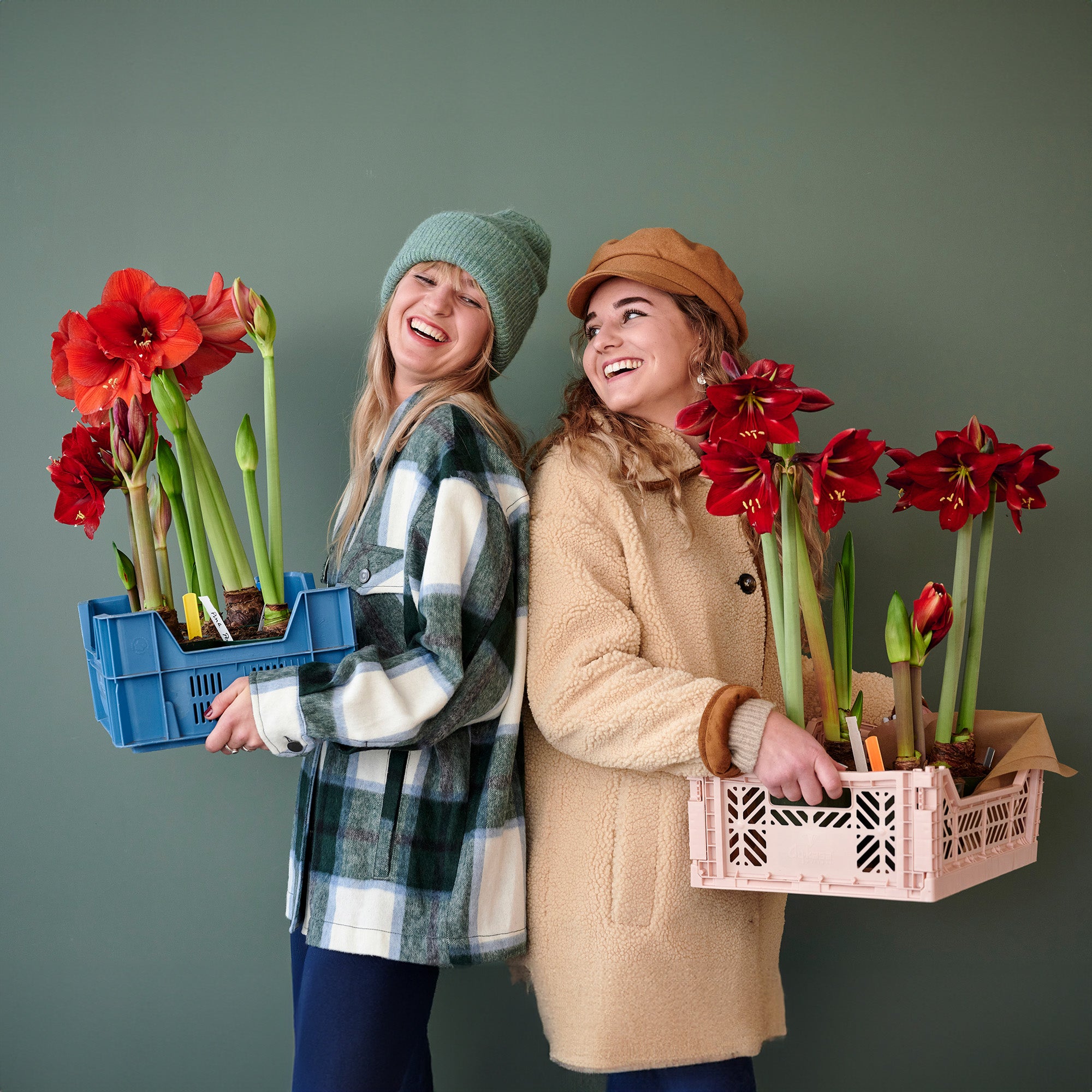 Deluxe Amaryllis Red (1 bulb, pot & compost) - Gift Box