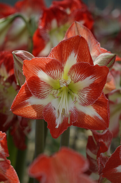 Amaryllis 'Red-White' Box | Precious Plants