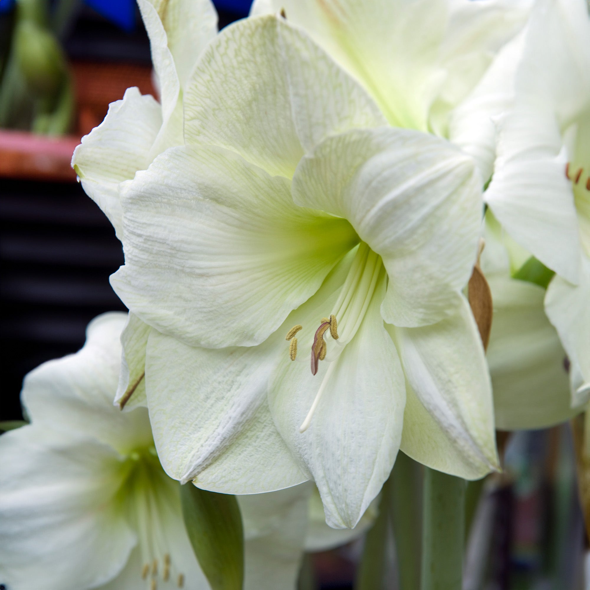 Deluxe Amaryllis White (1 bulb, pot & compost) - Gift Box
