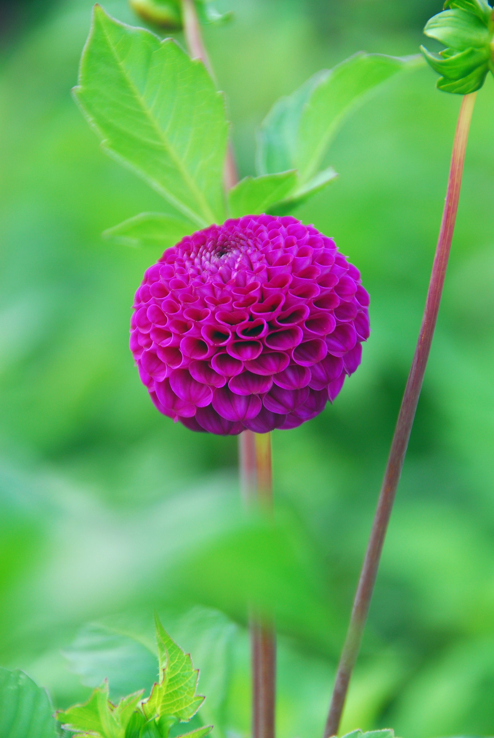 Dahlia Pompon Rocco (1 Bulb)