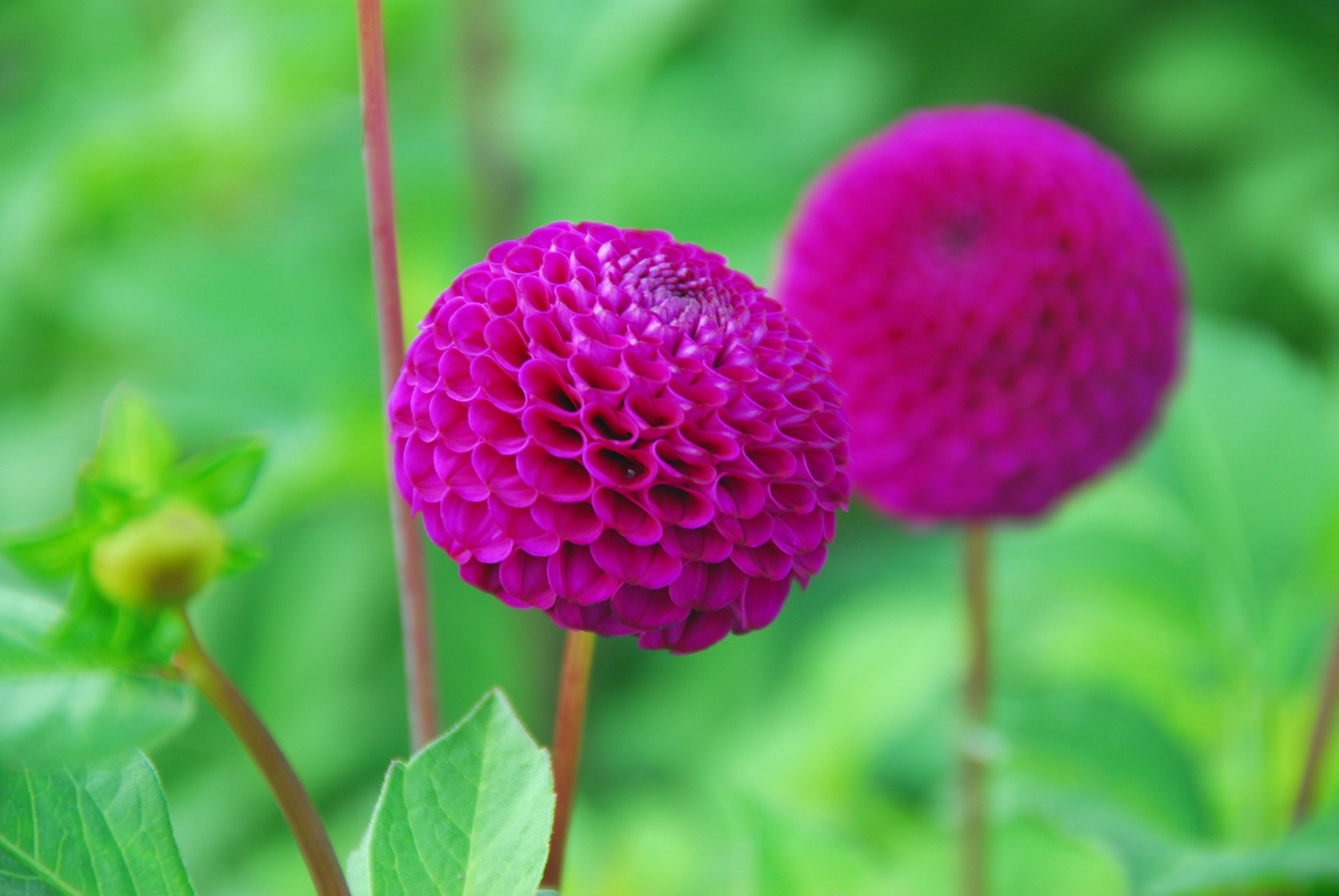 Dahlia Pompon Rocco (1 Bulb)