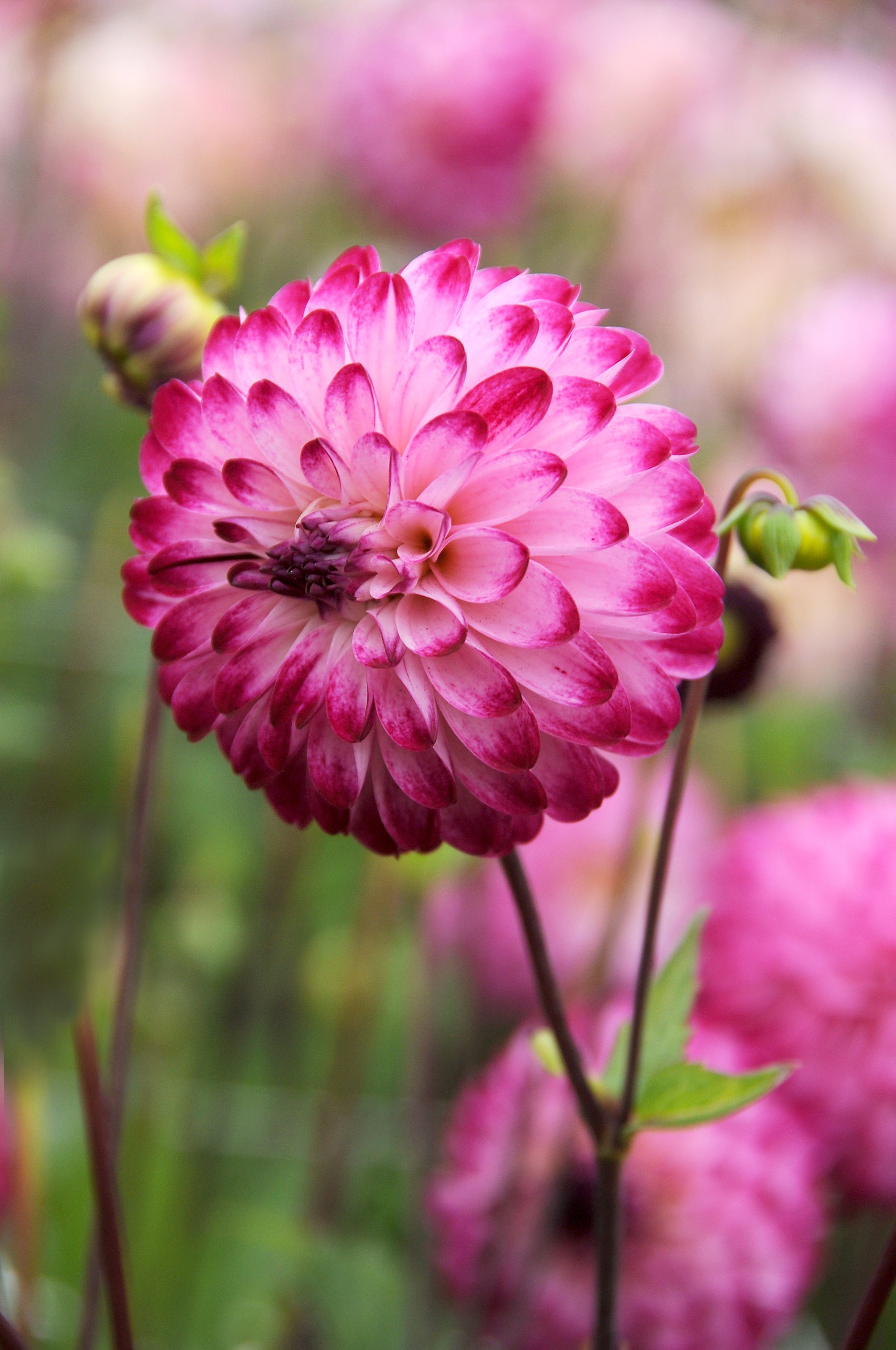 Dahlia Little Robert (1 Bulb)