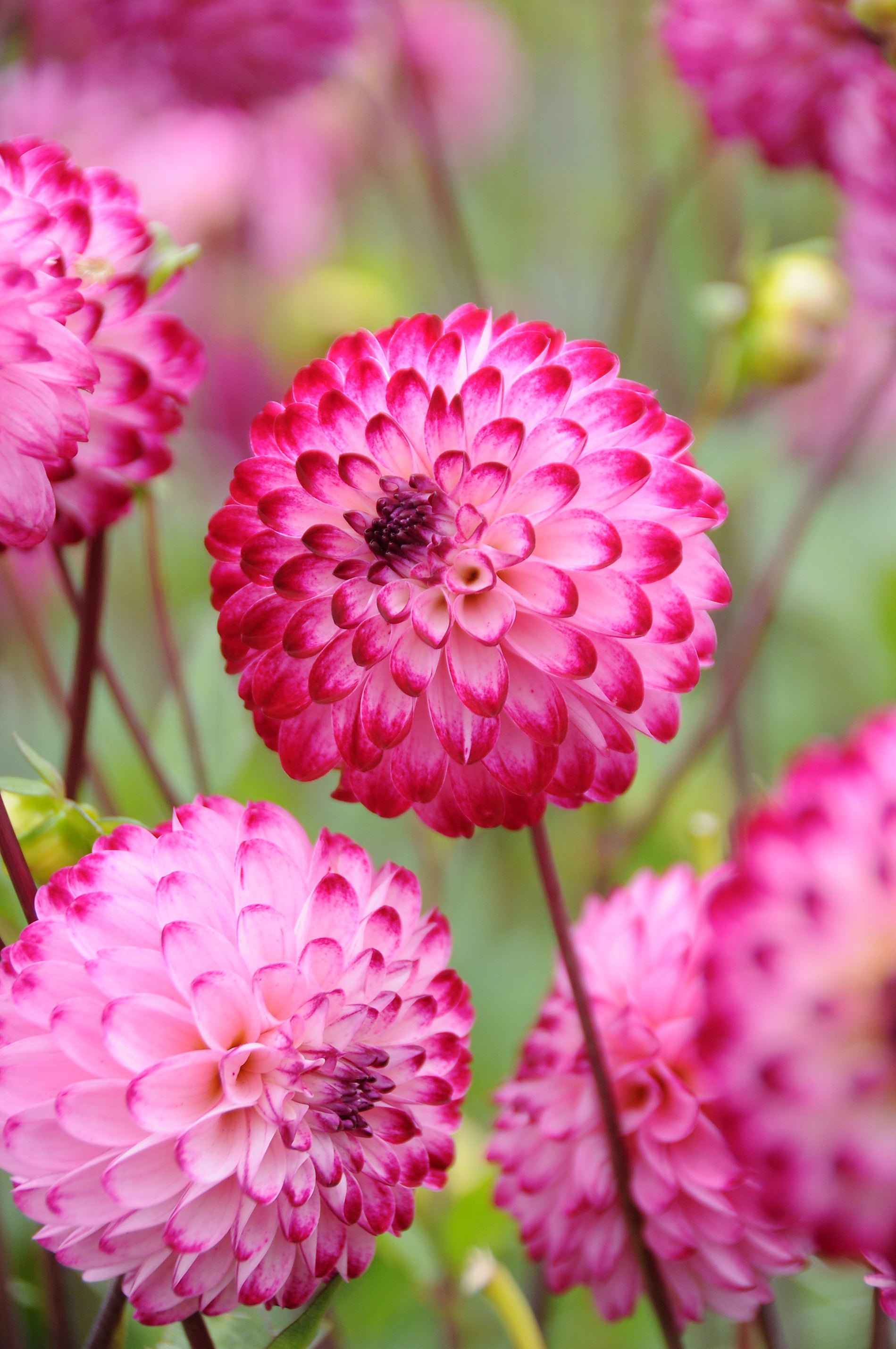 Dahlia Little Robert (1 Bulb)