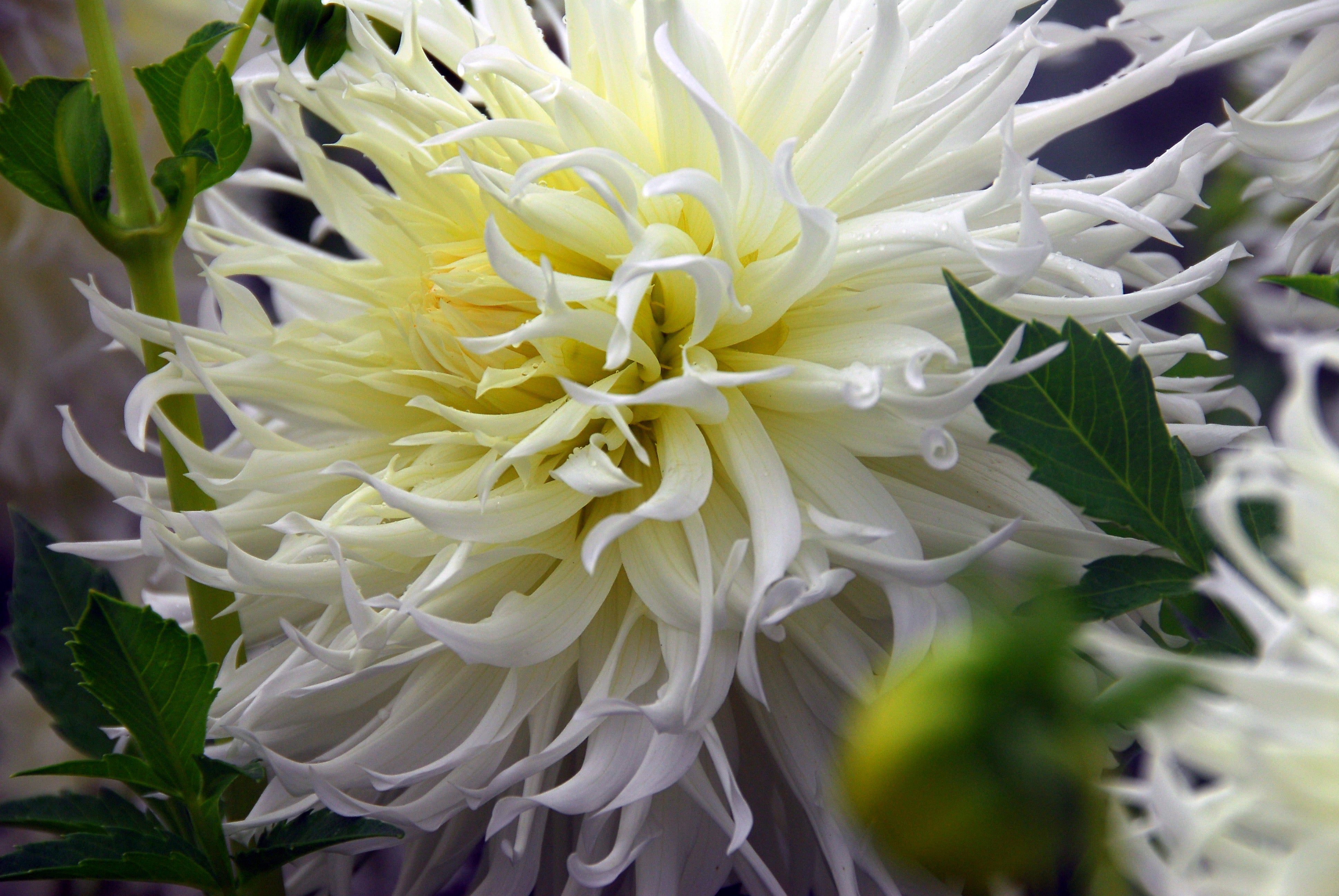 Dahlia Crispa Tsuki Yori No Shisha