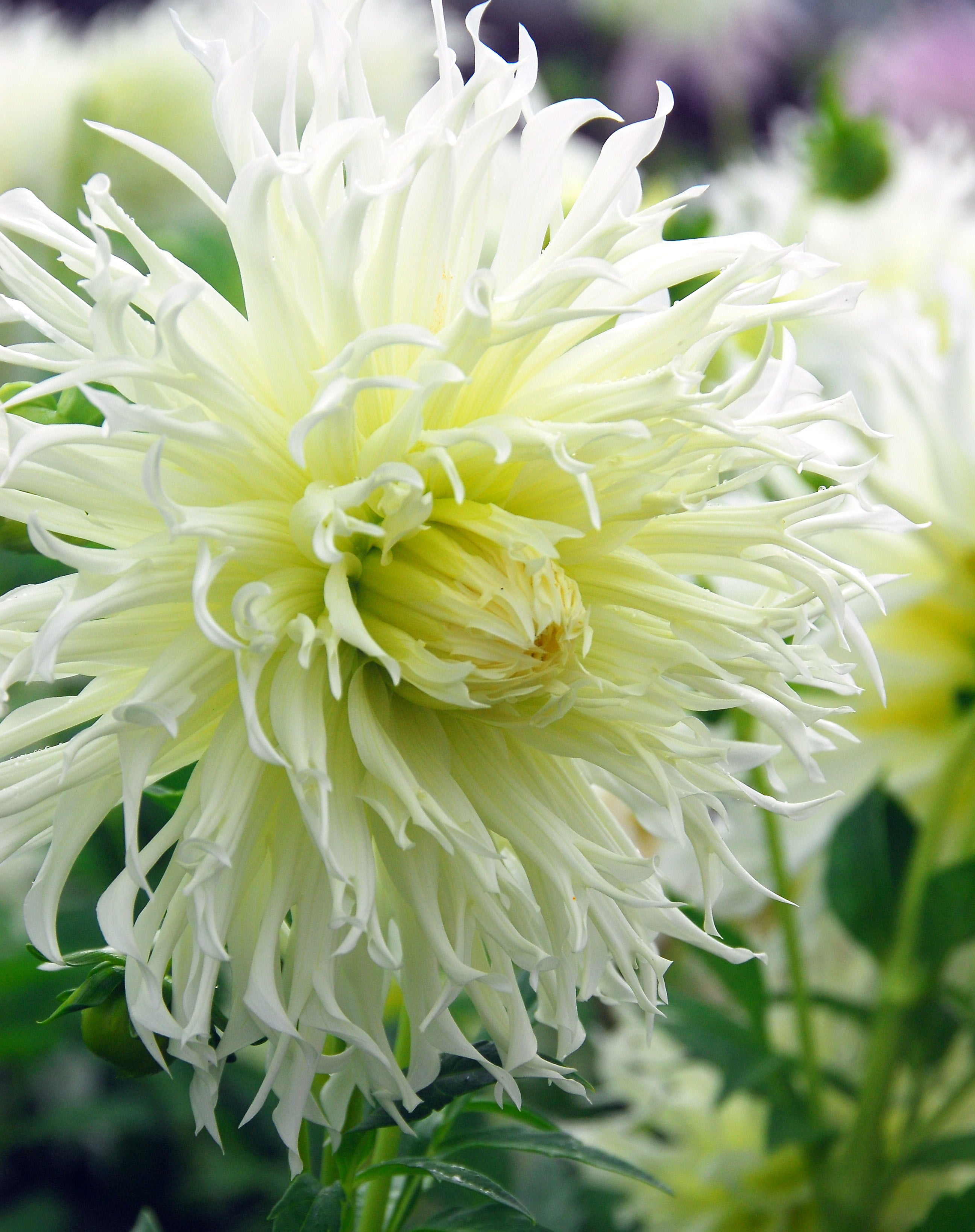 Dahlia Crispa Tsuki Yori No Shisha (1 Bulb)