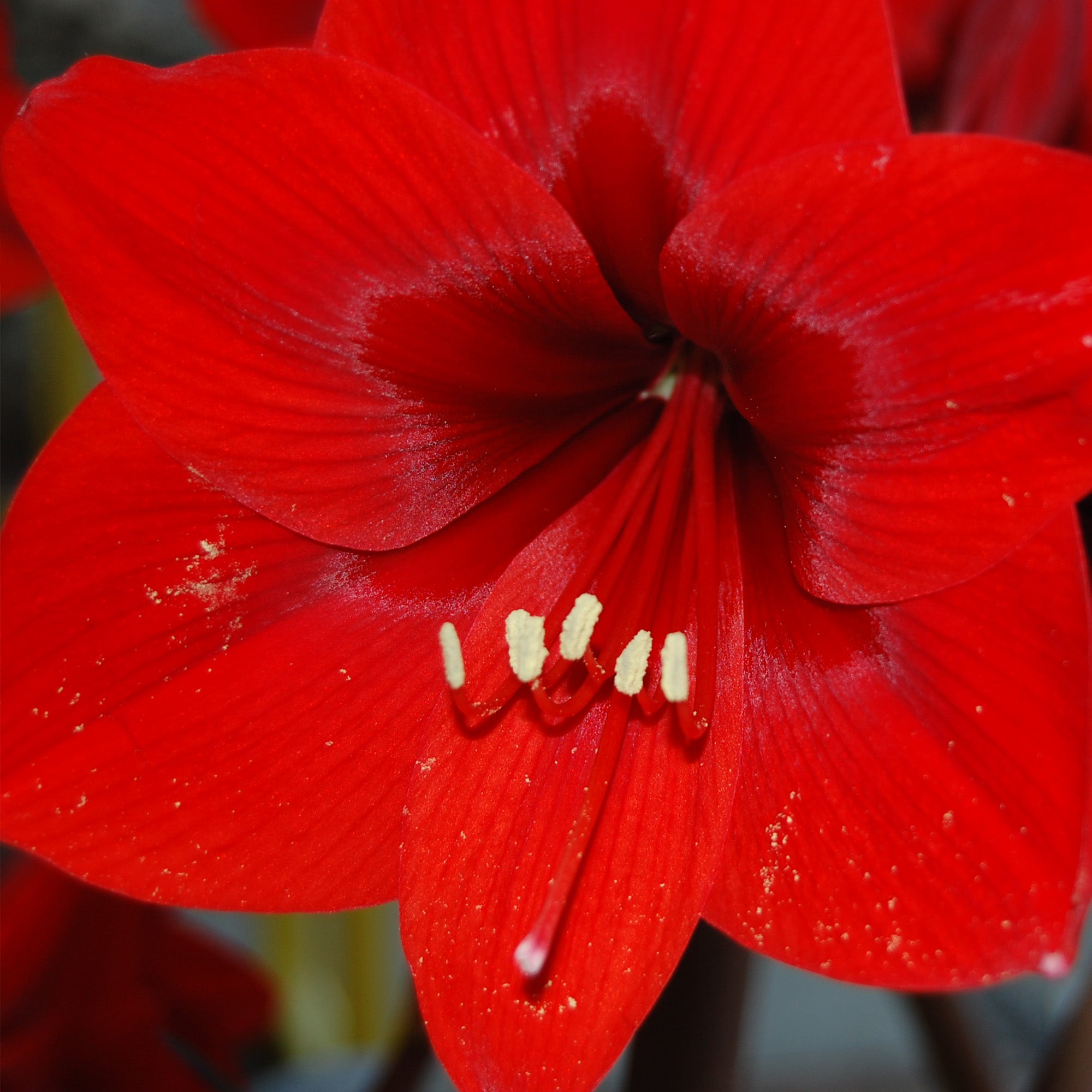 Deluxe Amaryllis Red (1 bulb, pot & compost) - Gift Box