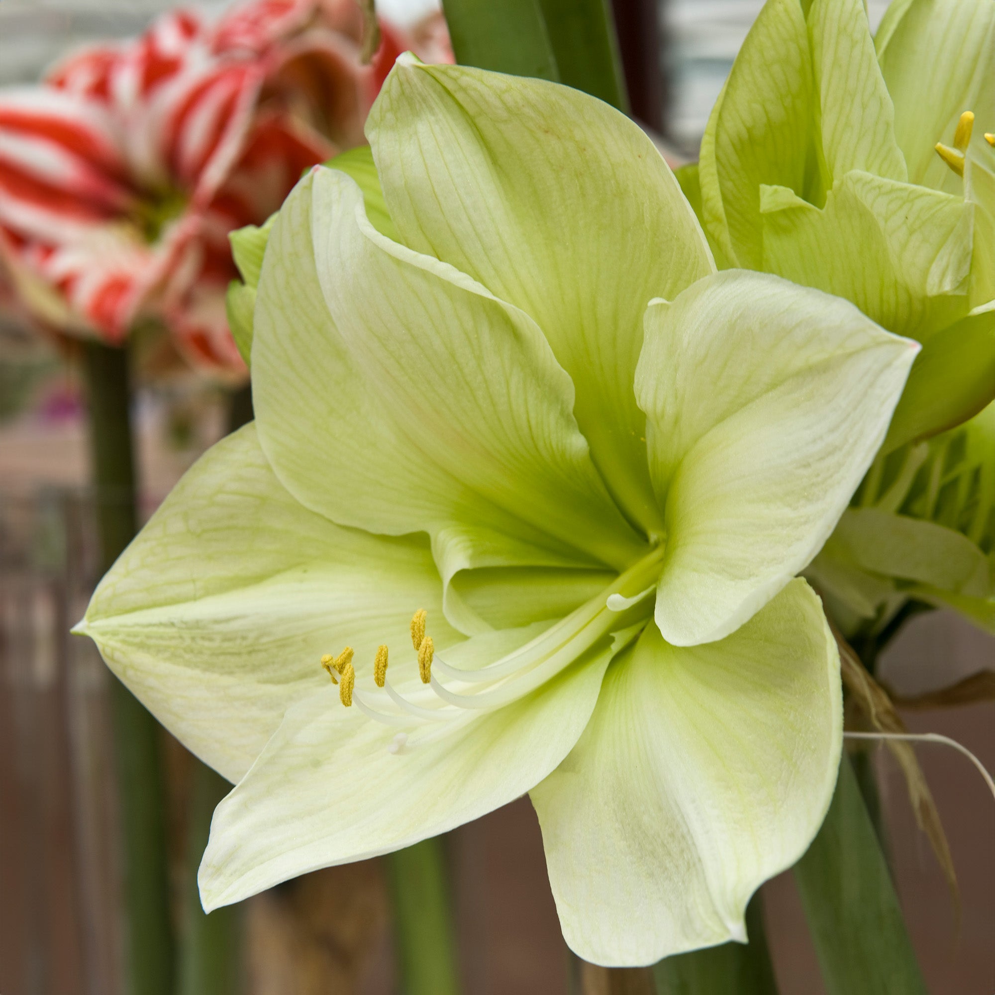 Deluxe Amaryllis White (1 bulb, pot & compost) - Gift Box