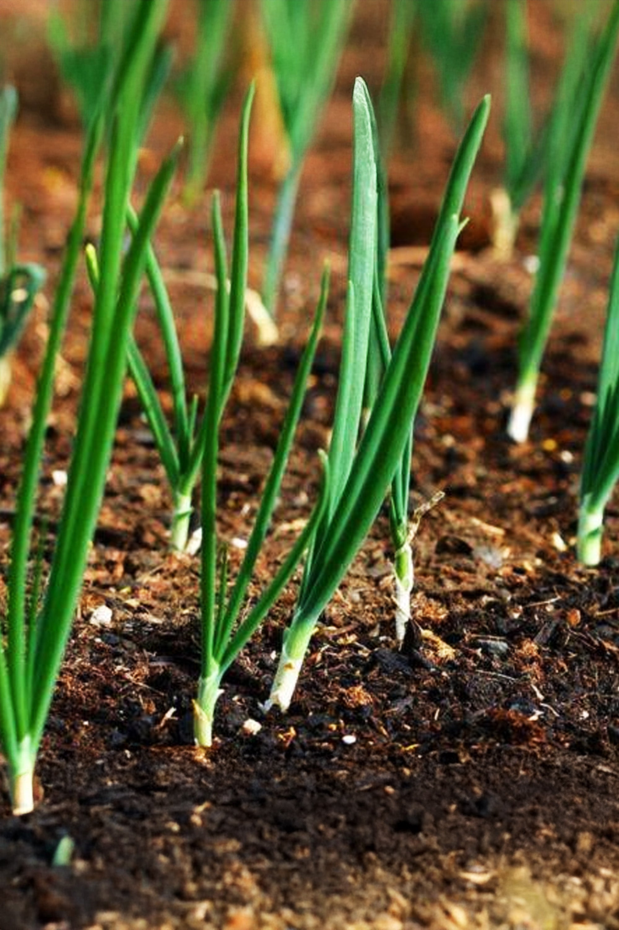 Bamberger Long Onion Sets