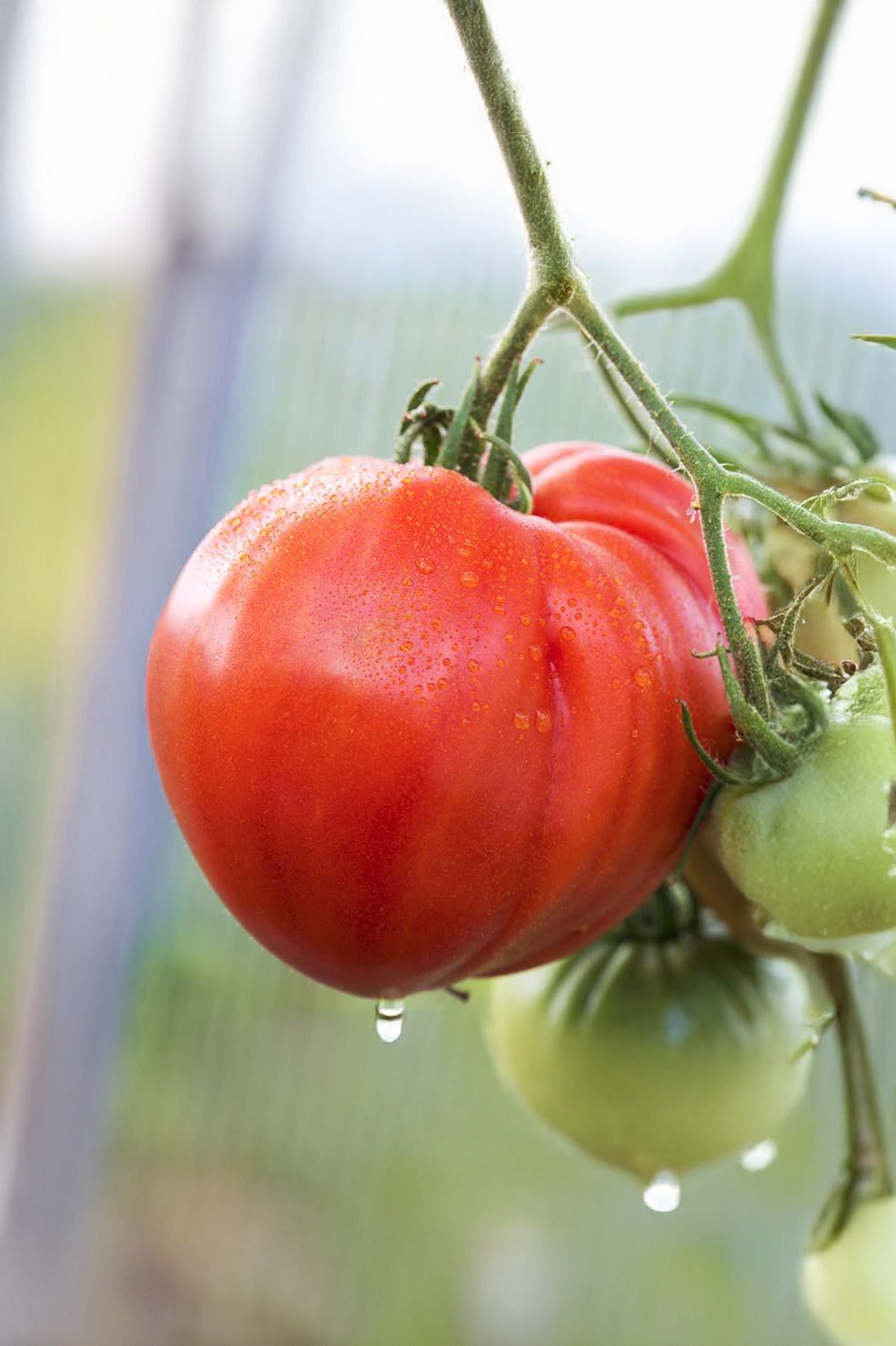 Tomato (Beef) Couer de Boeuf Vegetable Seeds