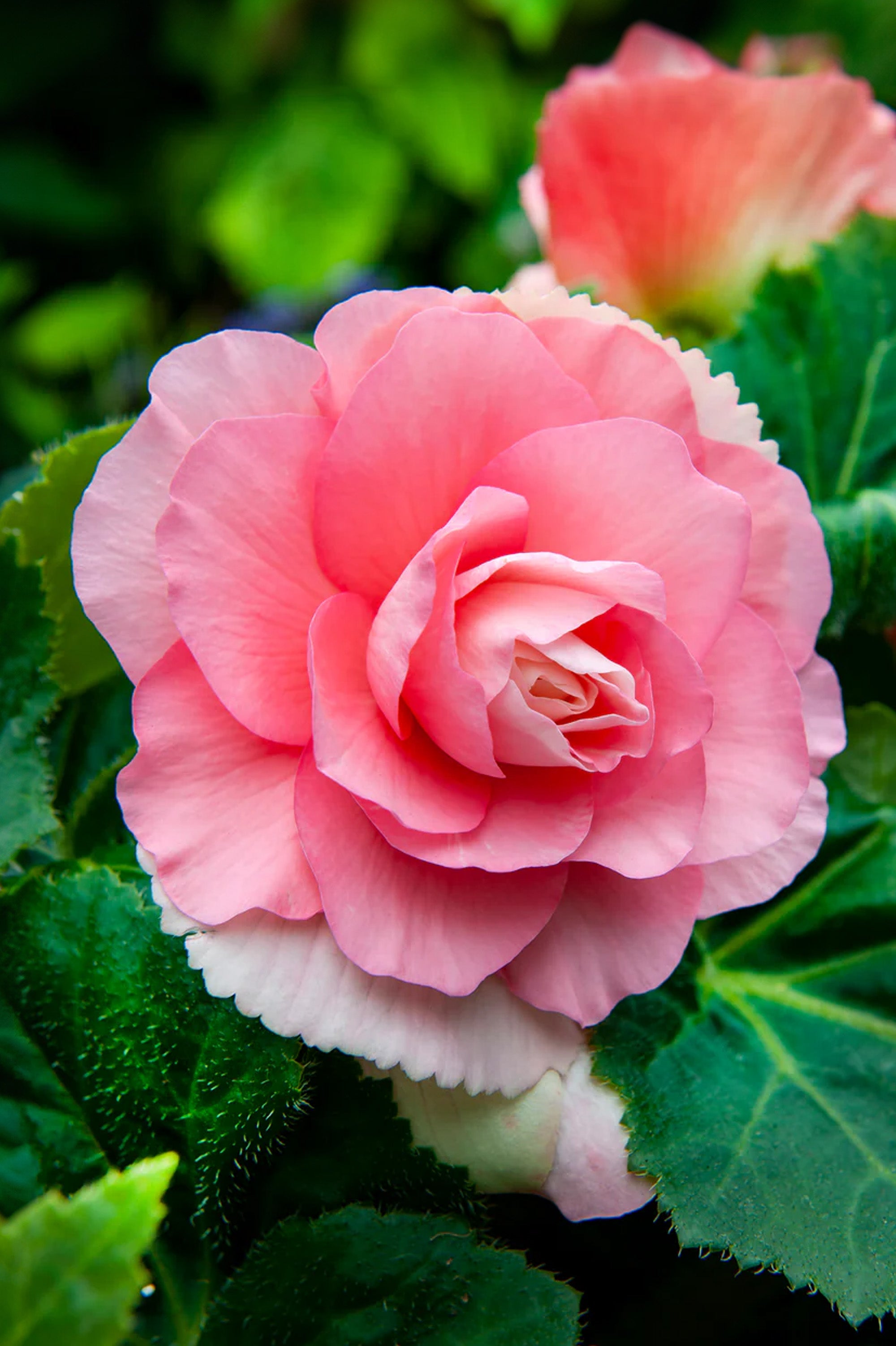 Begonia Double Pink