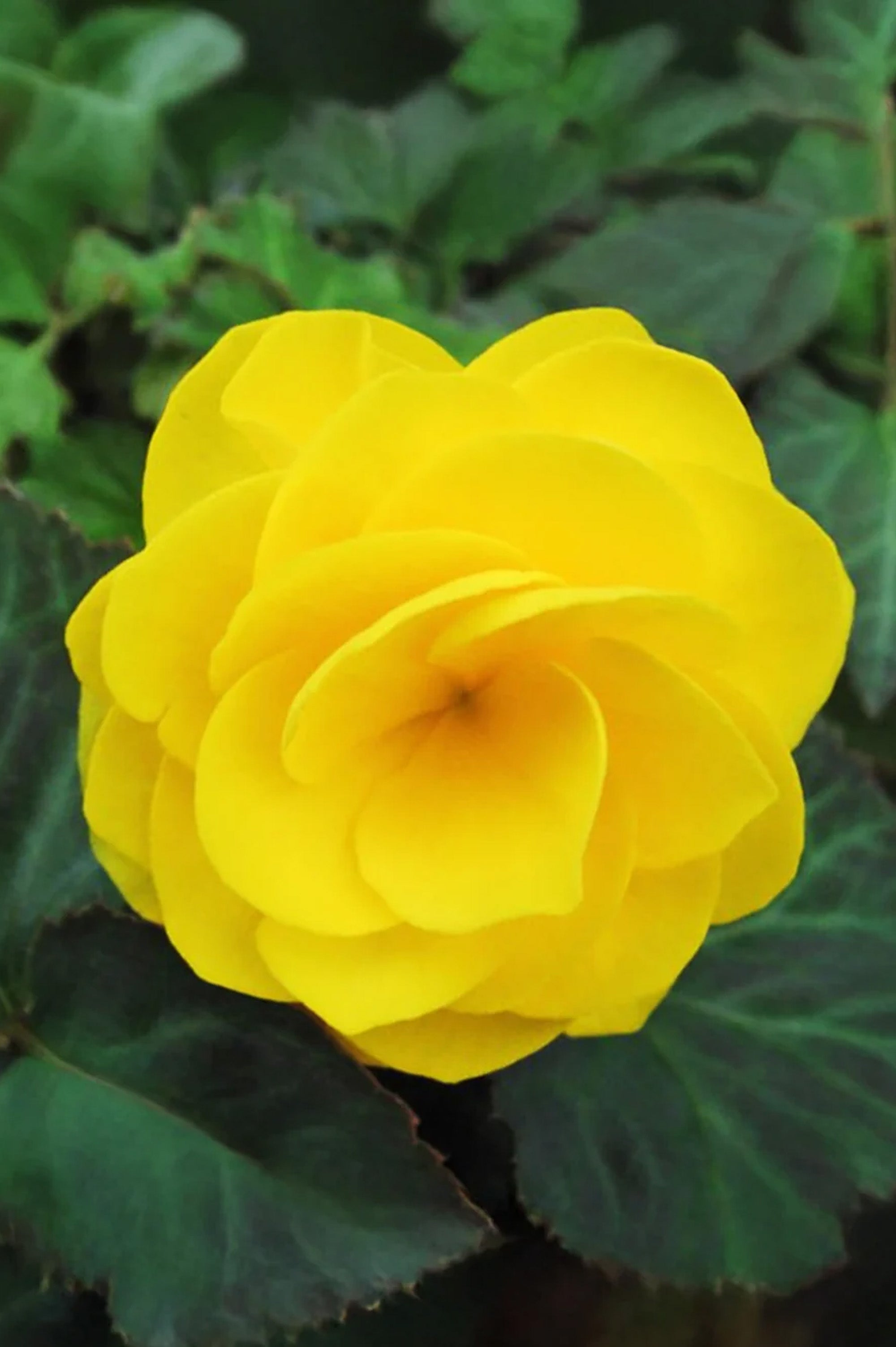 Begonia Double Yellow