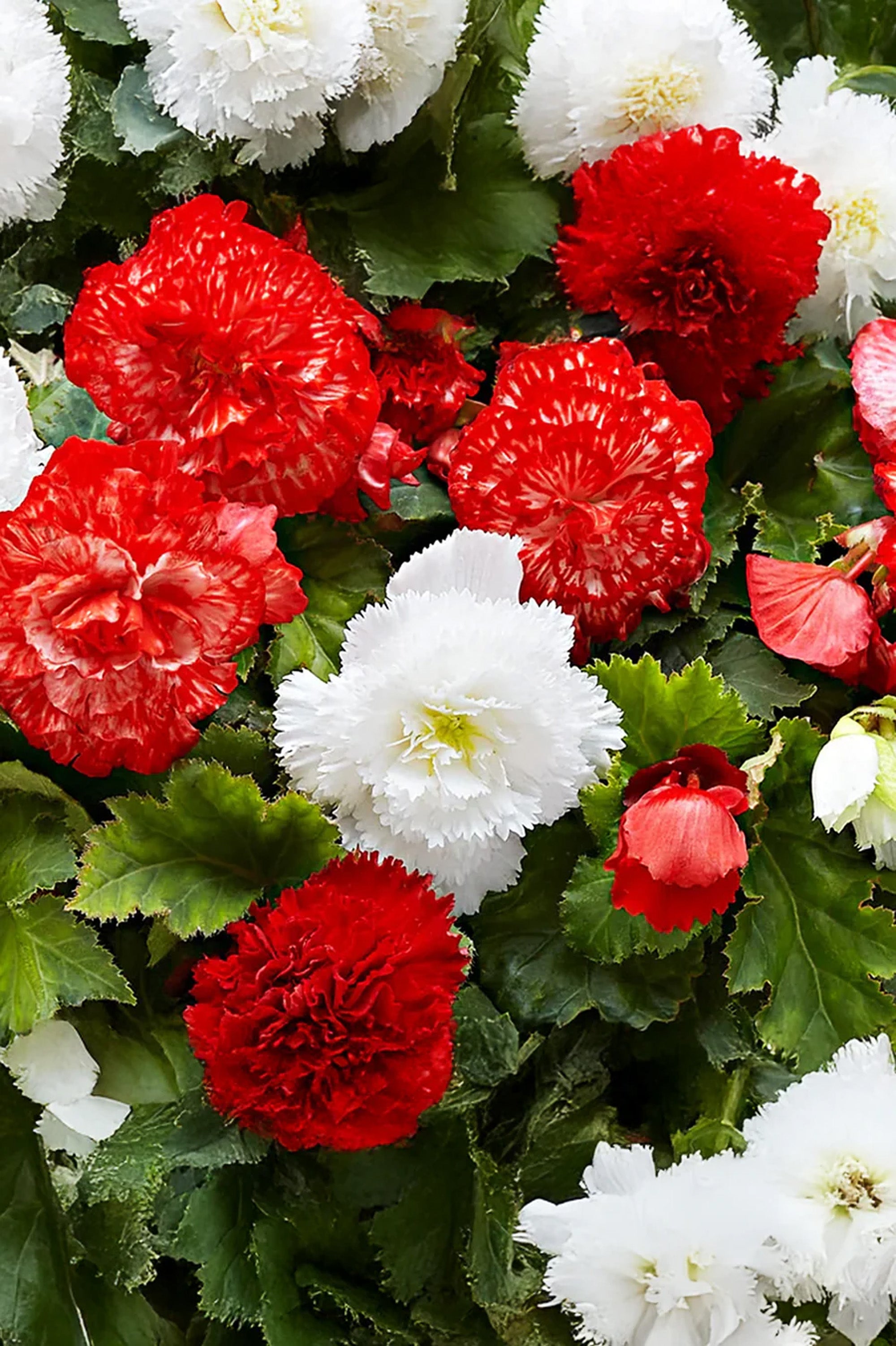 Begonia Fimbriata Red/White