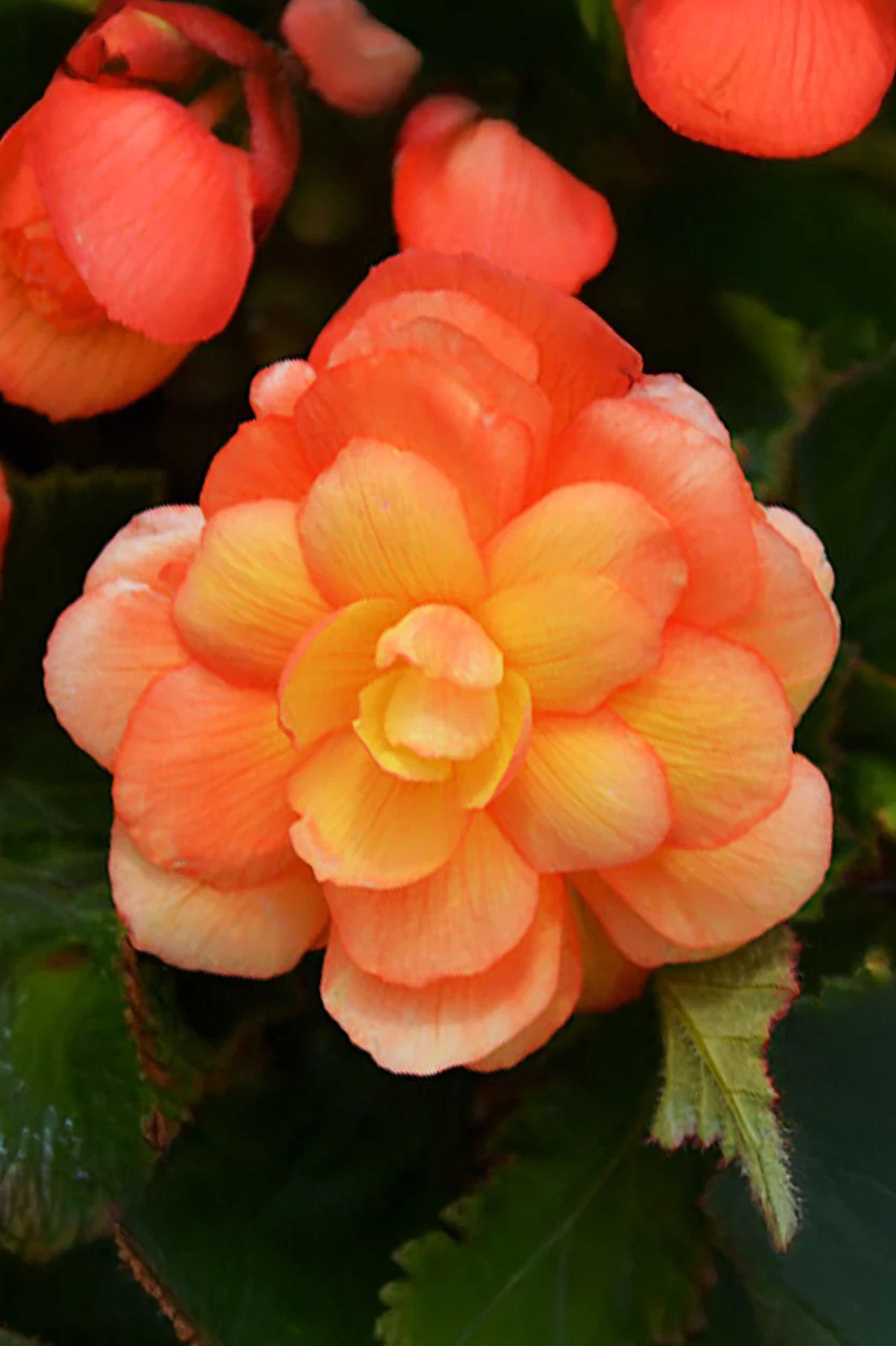 Begonia Illumination Apricot Shades