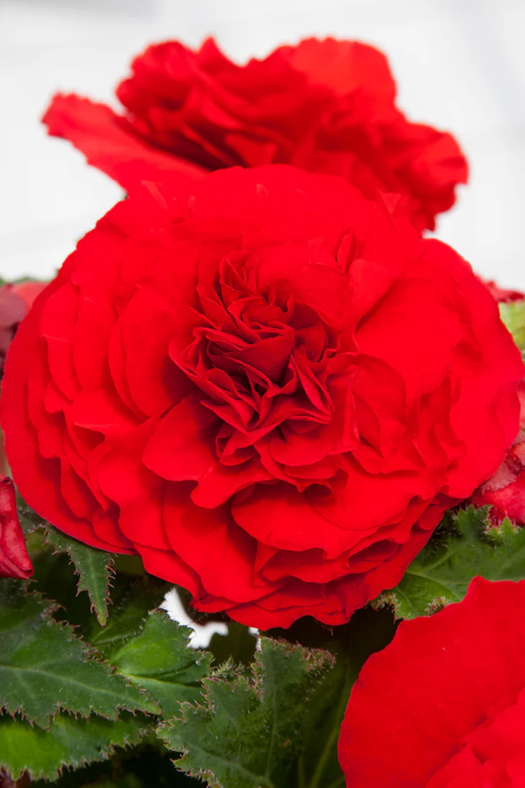 Begonia Non Stop Red