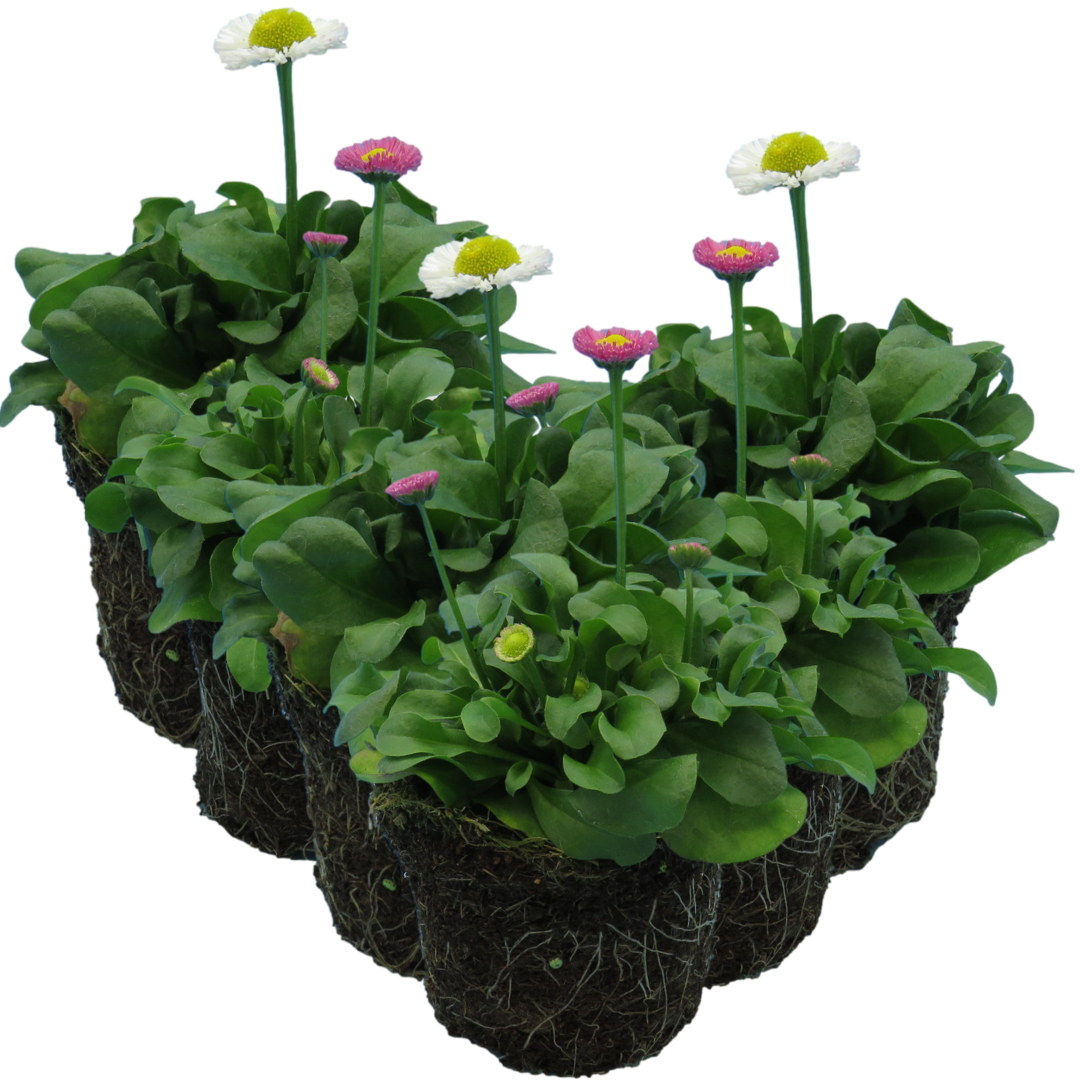 Bellis Assorted