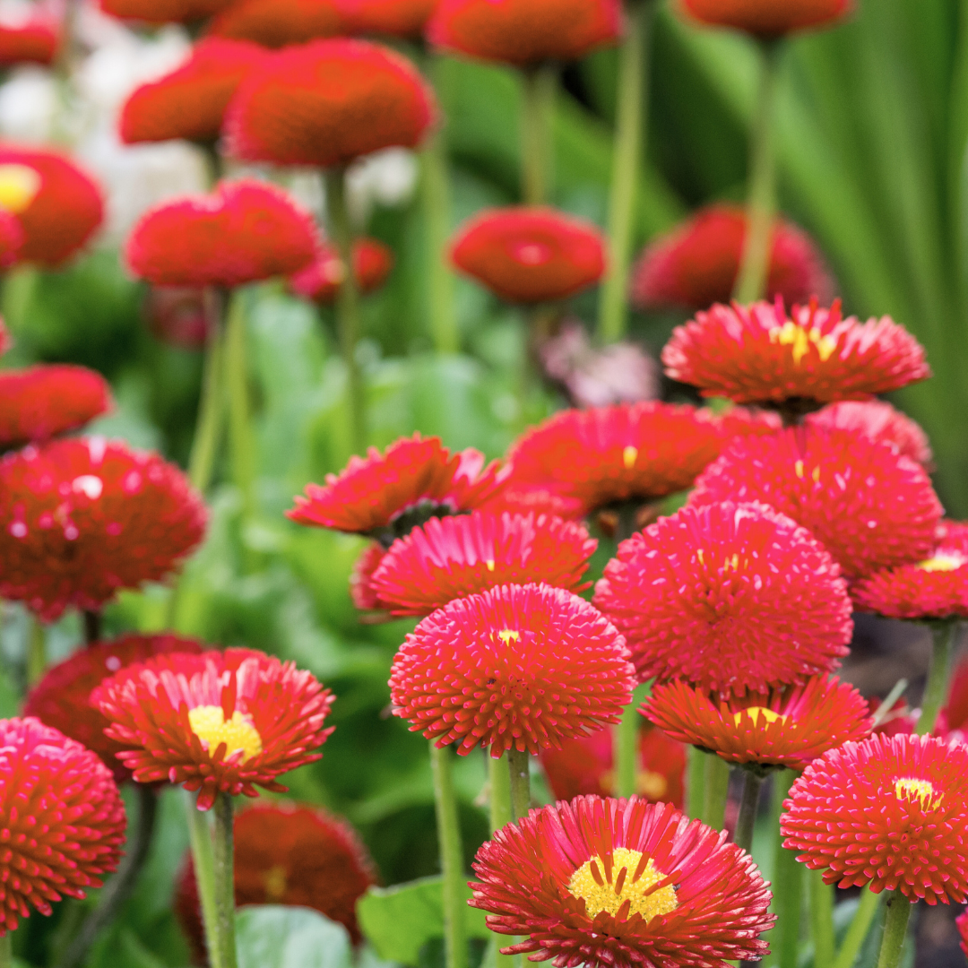 Bellis Red