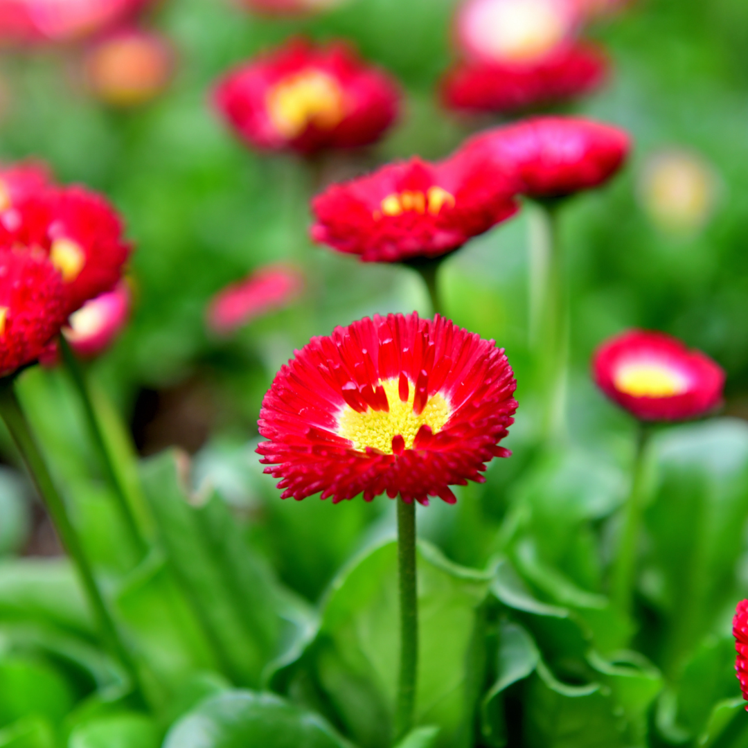 Bellis Red