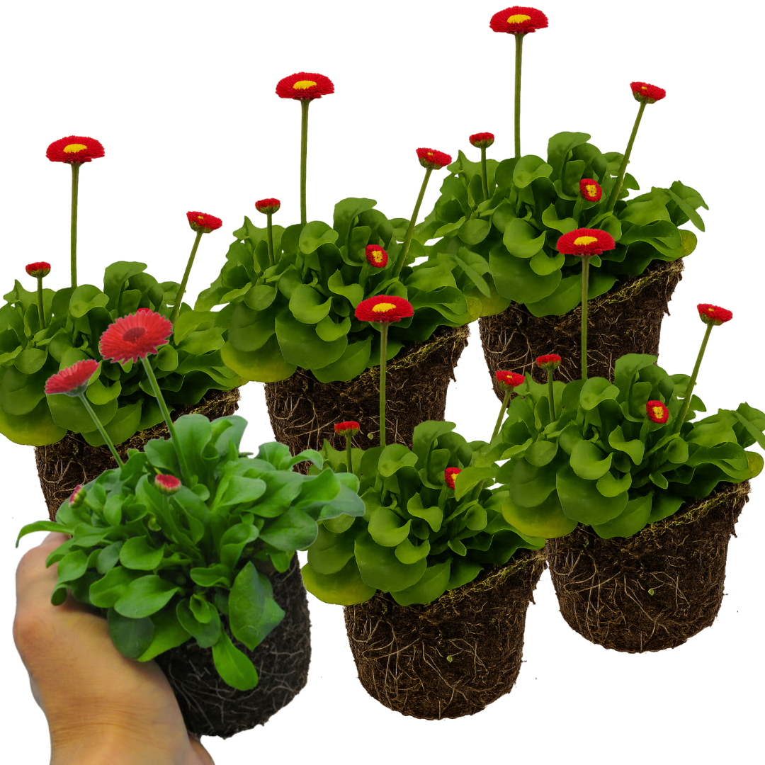 Bellis Red