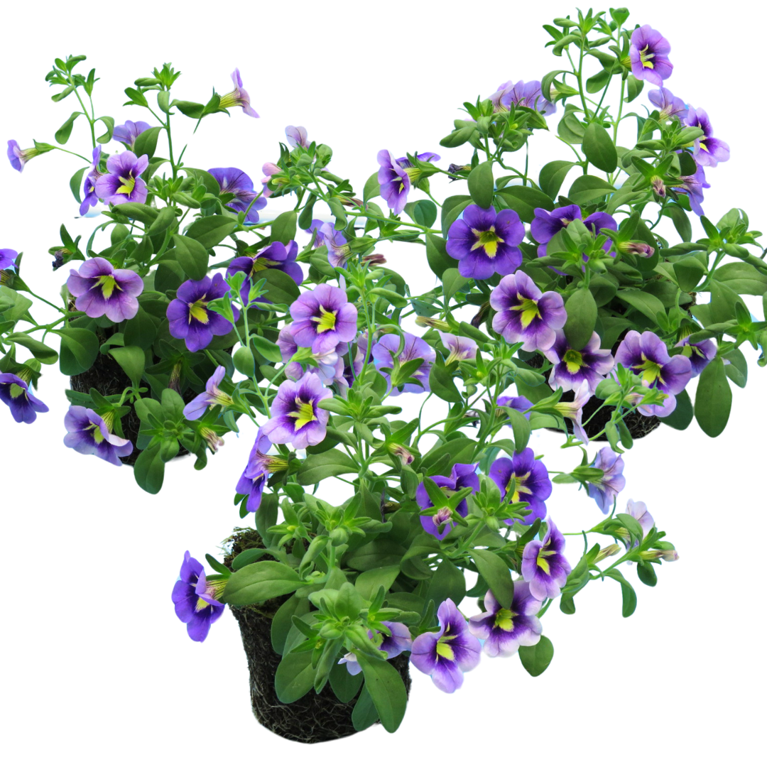 Set of 3 or 6 Large Plants - Calibrachoa Bumble Bee Blue, Outdoor Garden Ready