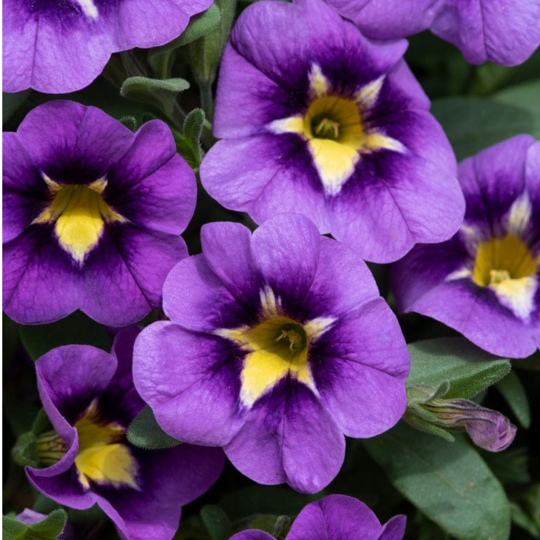 Set of 3 or 6 Large Plants - Calibrachoa Bumble Bee Blue, Outdoor Garden Ready