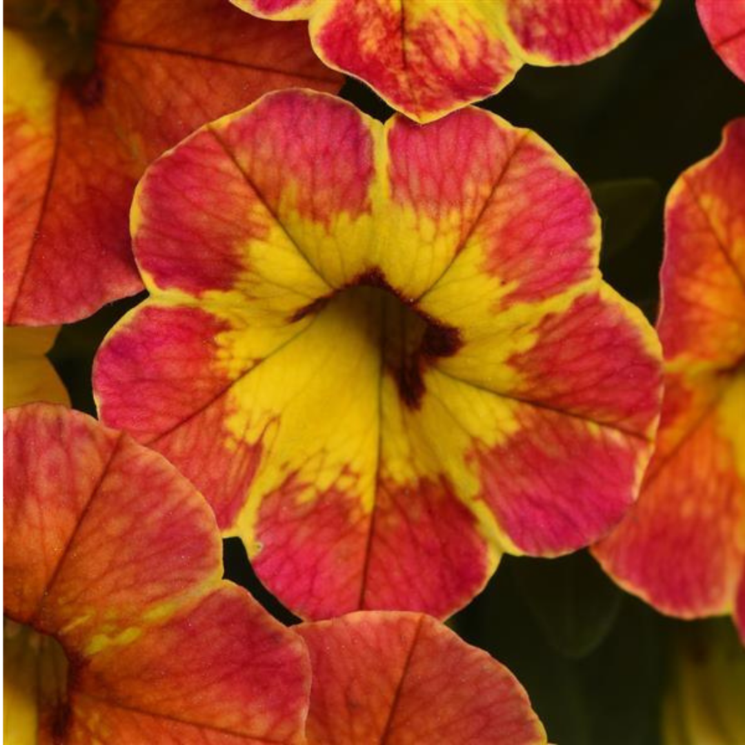 Set of 3 Large Plants - Calibrachoa Cabaret Diva Orange, Outdoor Garden Ready