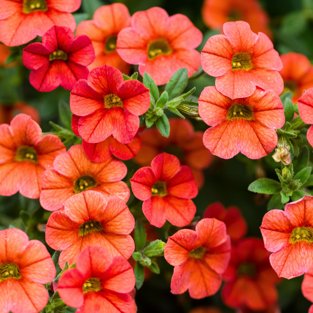 Set of 3 or 6 Large Plants - Calibrachoa Cabaret Early Orange, Outdoor Garden Ready