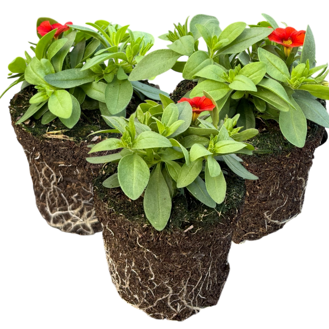 Set of 3 or 6 Large Plants - Calibrachoa Cabaret Early Orange, Outdoor Garden Ready