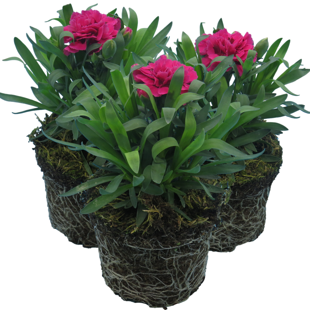 Carnation Oscar