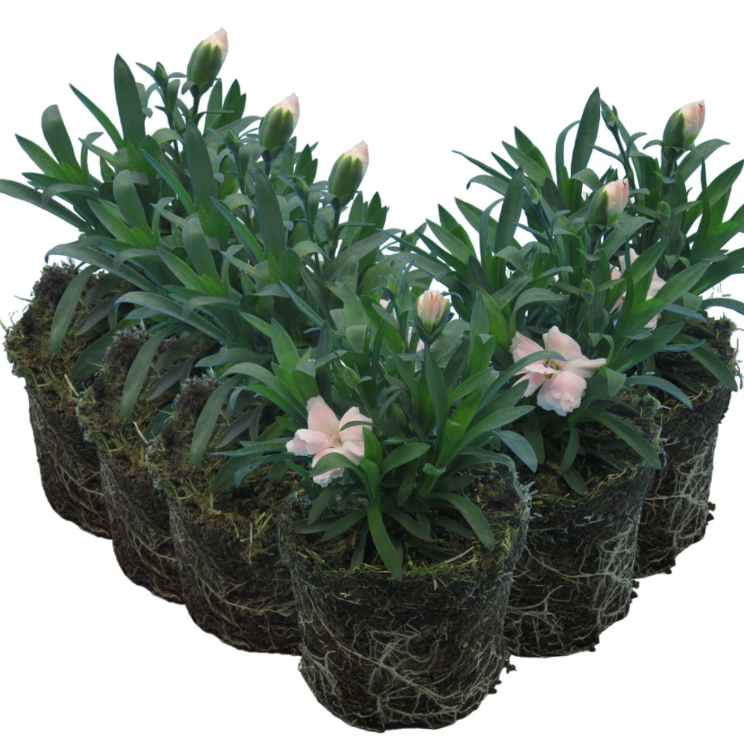 Carnation White