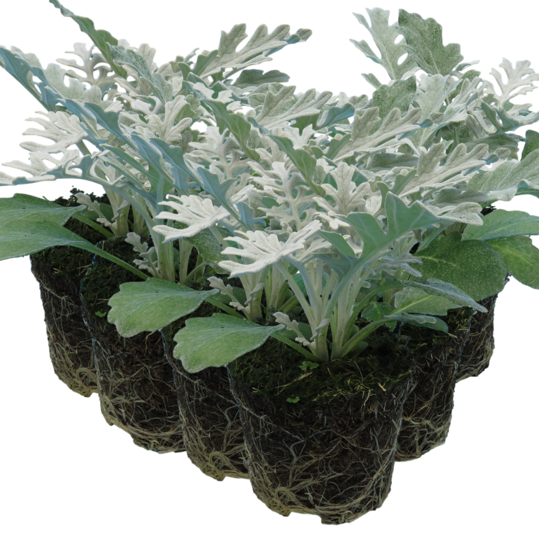 Cineraria Silverdust