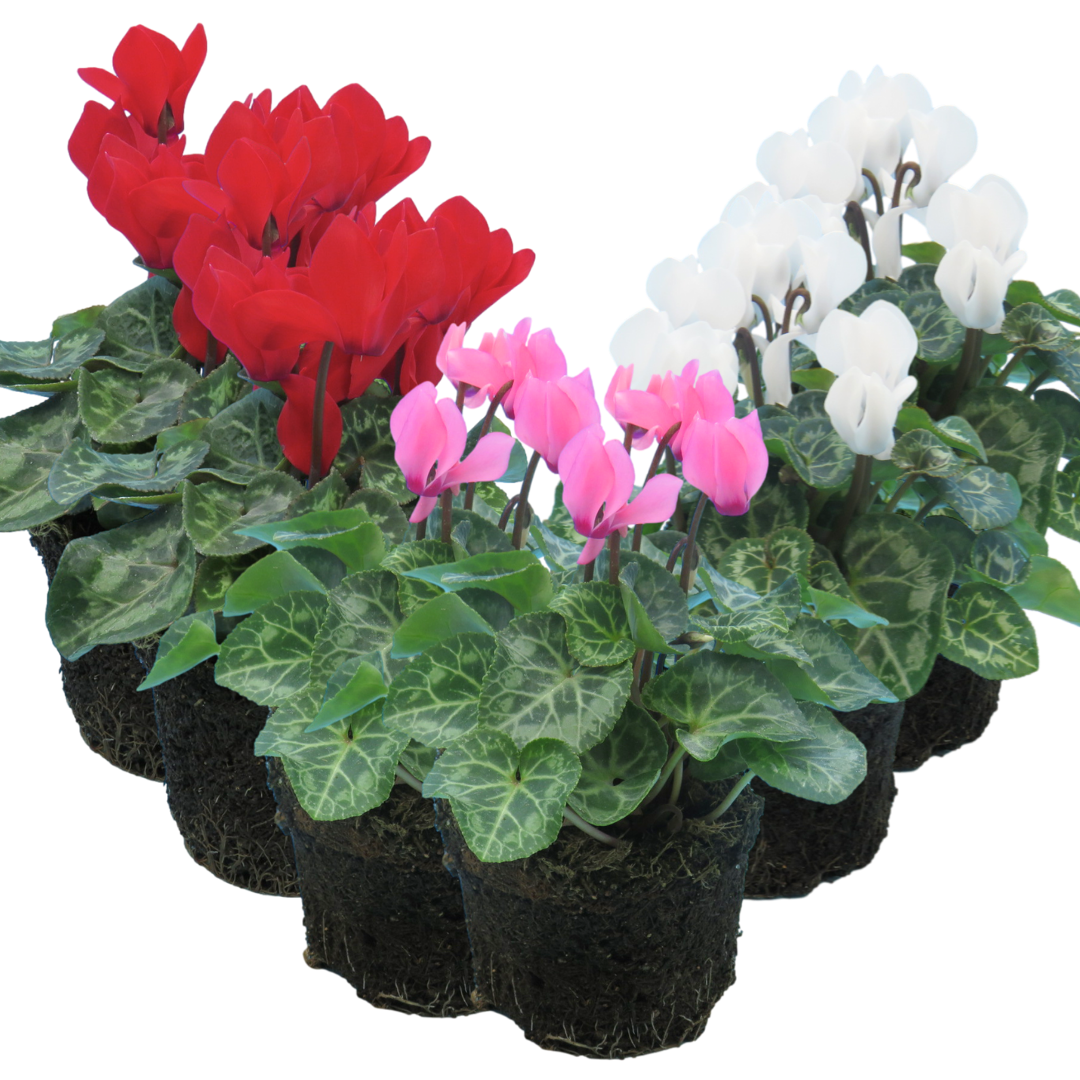 Cyclamen Growers Selection 10.5cm