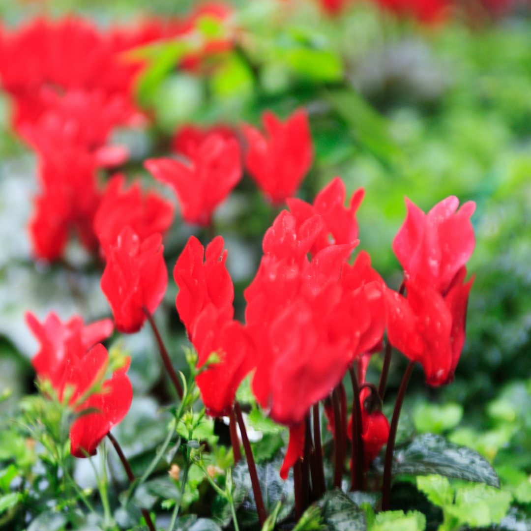 Cyclamen Red 10.5cm