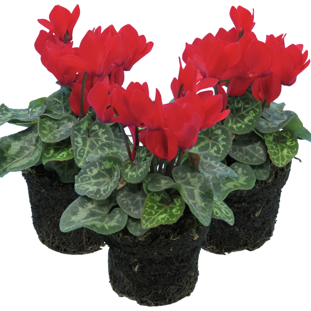 Cyclamen Red 10.5cm