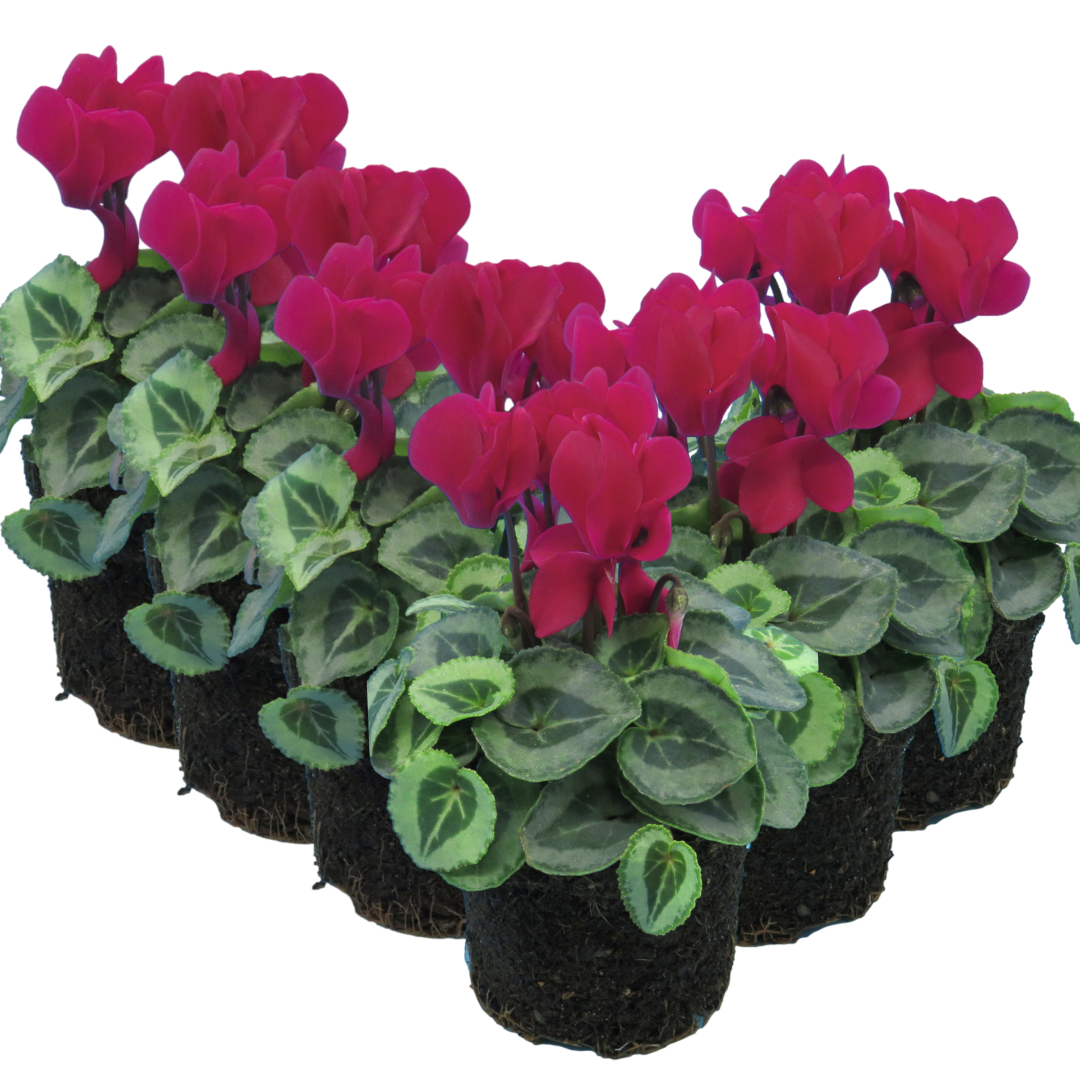 Cyclamen Silver Leaf Magenta 10.5cm