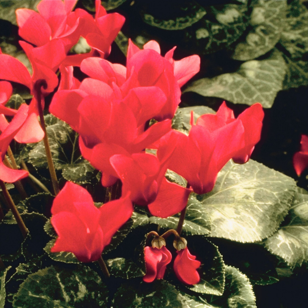 Cyclamen Silver Leaf Salmon 10.5cm