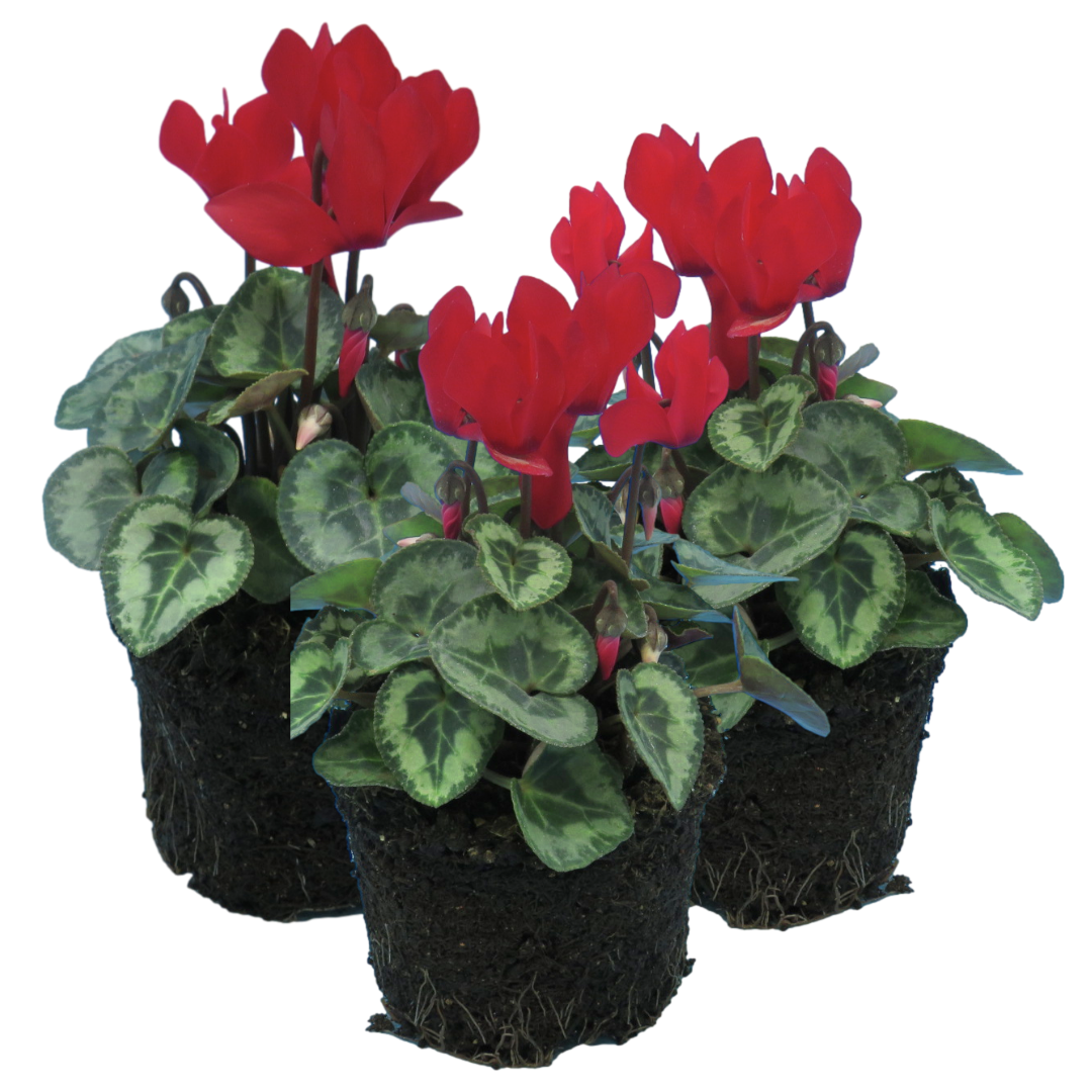 Cyclamen Silver Leaf Scarlet 10.5cm