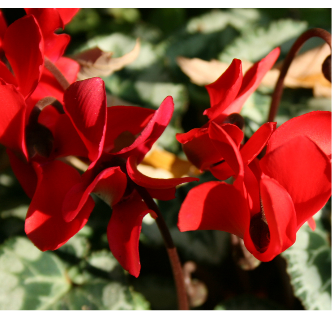 Cyclamen Silver Leaf Scarlet 10.5cm