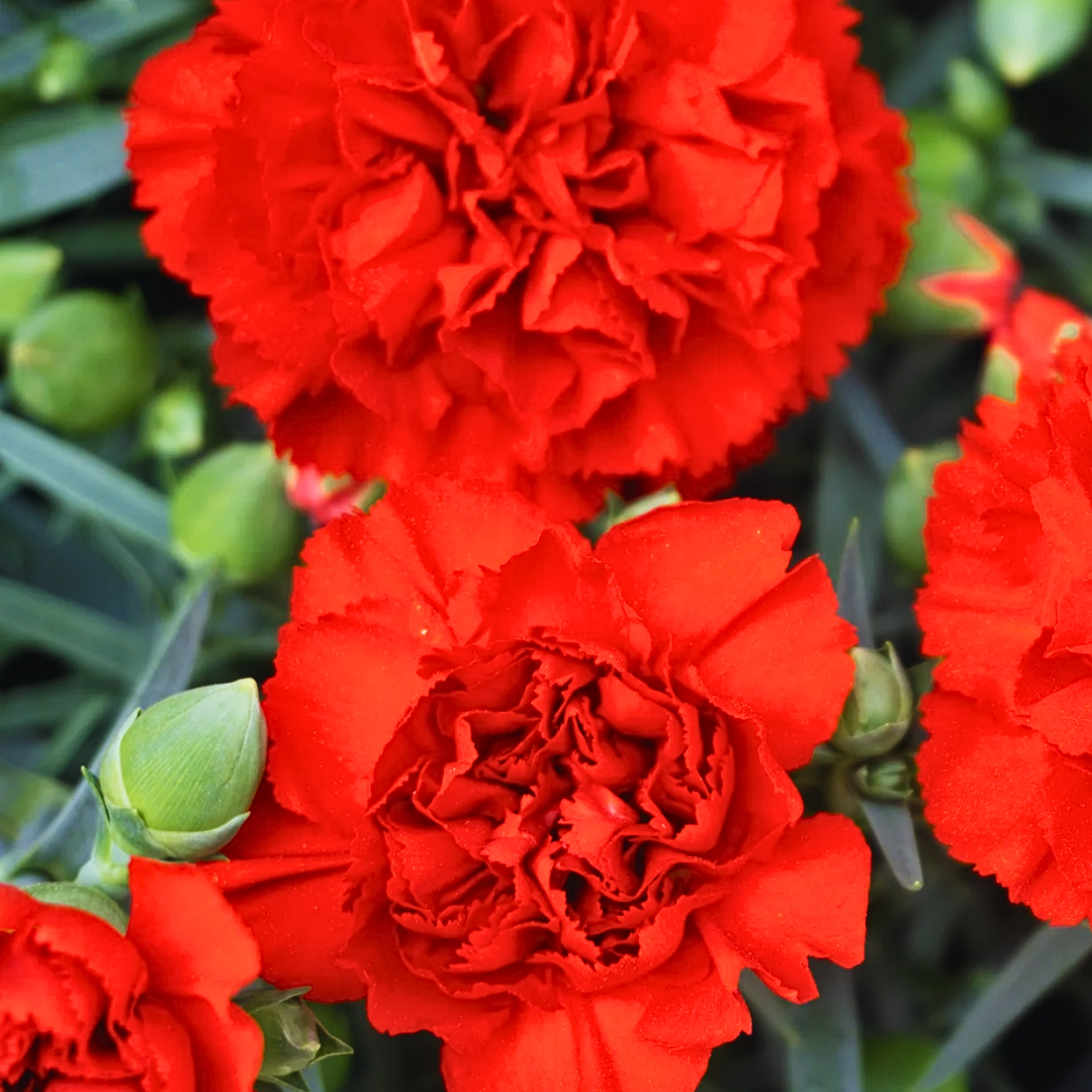 Set of 3 or 6 Large Plants - Dianthus Oscar Dark Red, Outdoor Garden Ready