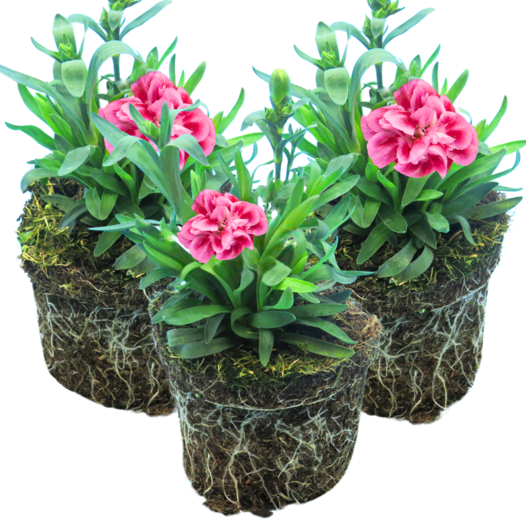 Set of 3 or 6 Large Plants - Dianthus Oscar Pink Purple, Outdoor Garden Ready