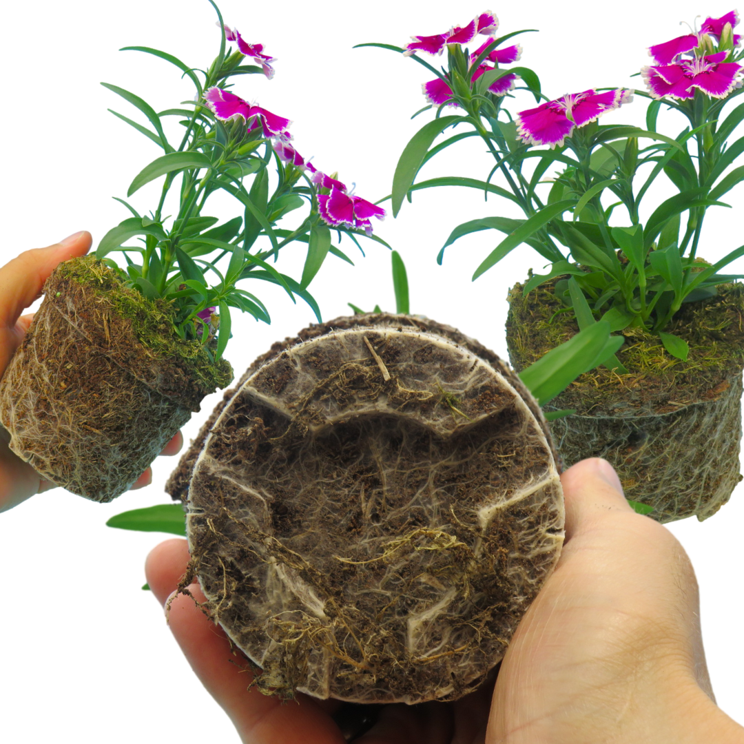 Dianthus Violet Picotee