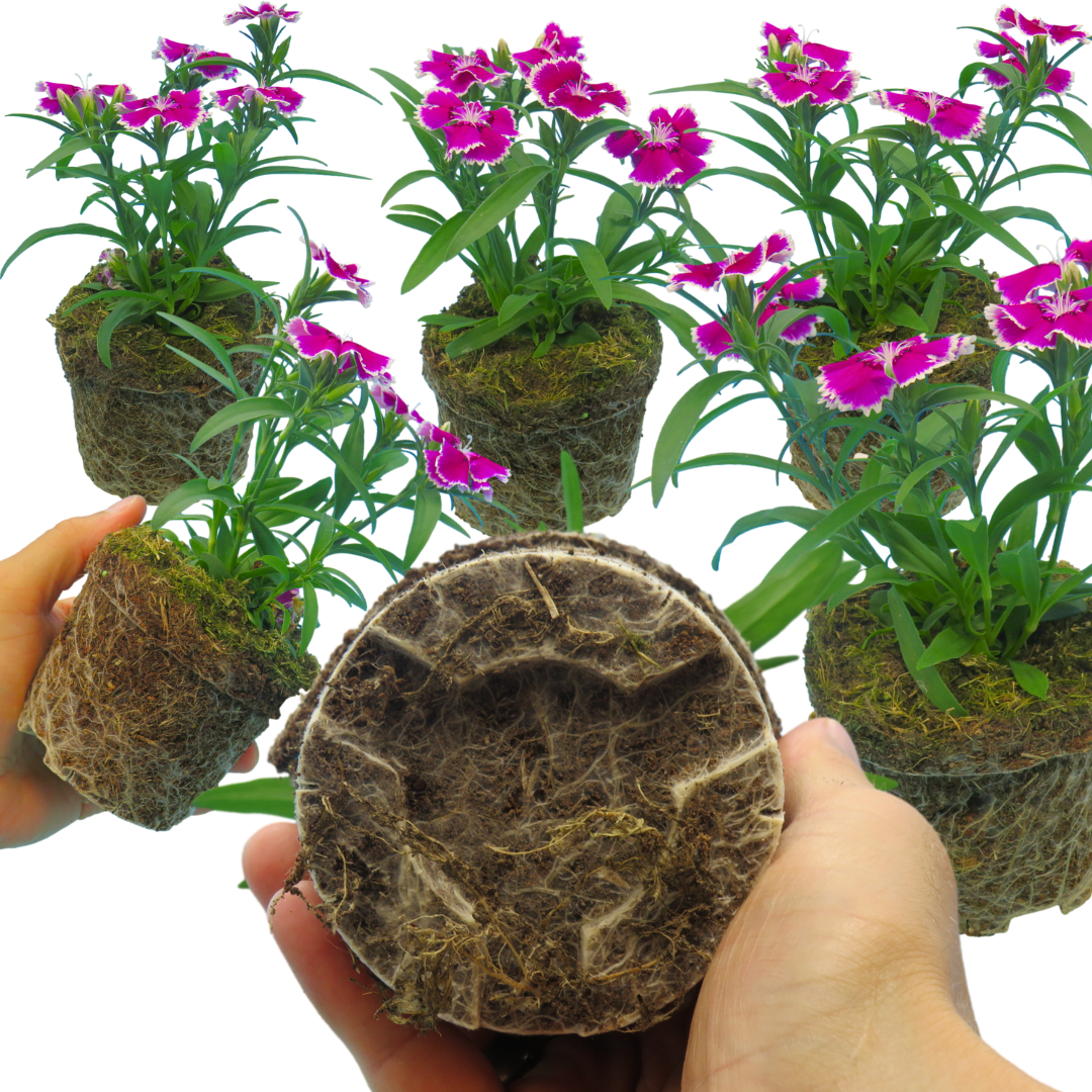 Dianthus Violet Picotee