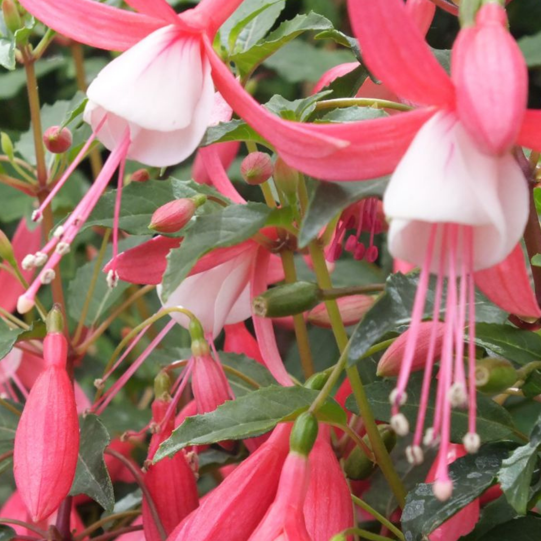 Set of 3 or 6 Large, Garden Ready Plants - Fuchsia Bella Lisa (Pink & White)