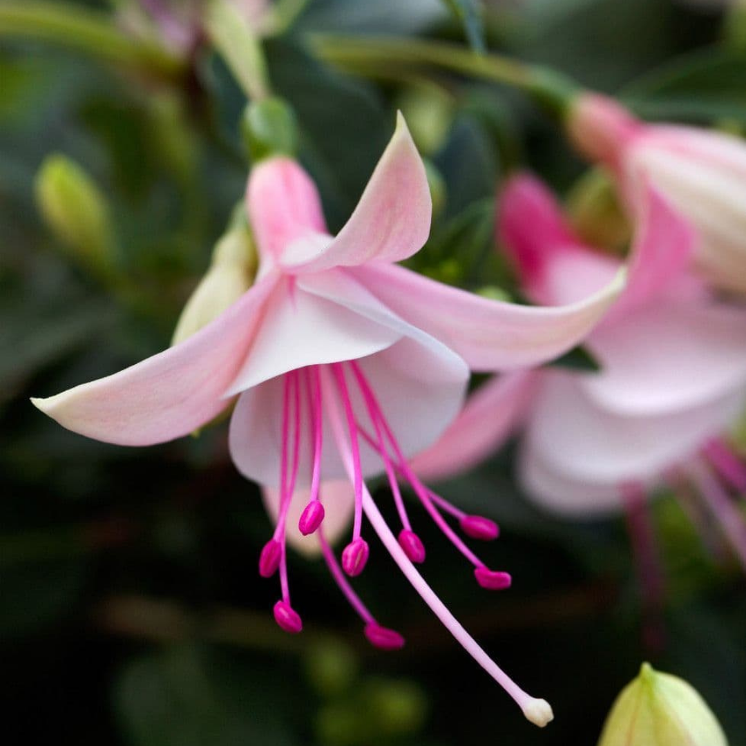 Set of 3 or 6 Large, Garden Ready Plants - Fuchsia Bella Lisa (Pink & White)
