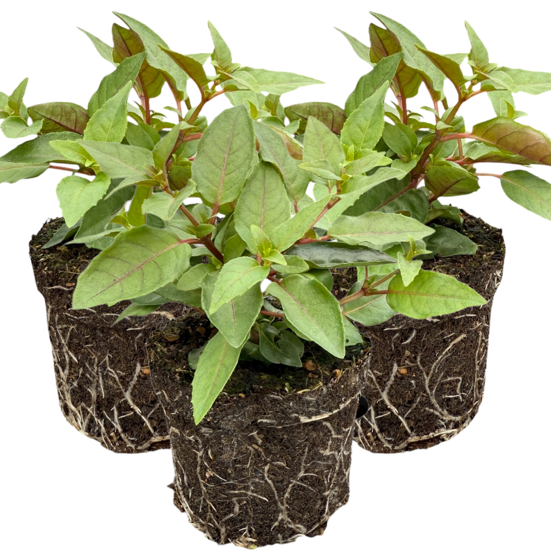 Set of 3 or 6 Large, Outdoor Garden Ready Plants - Fuchsia Bella Lydia (Rose & Violet)