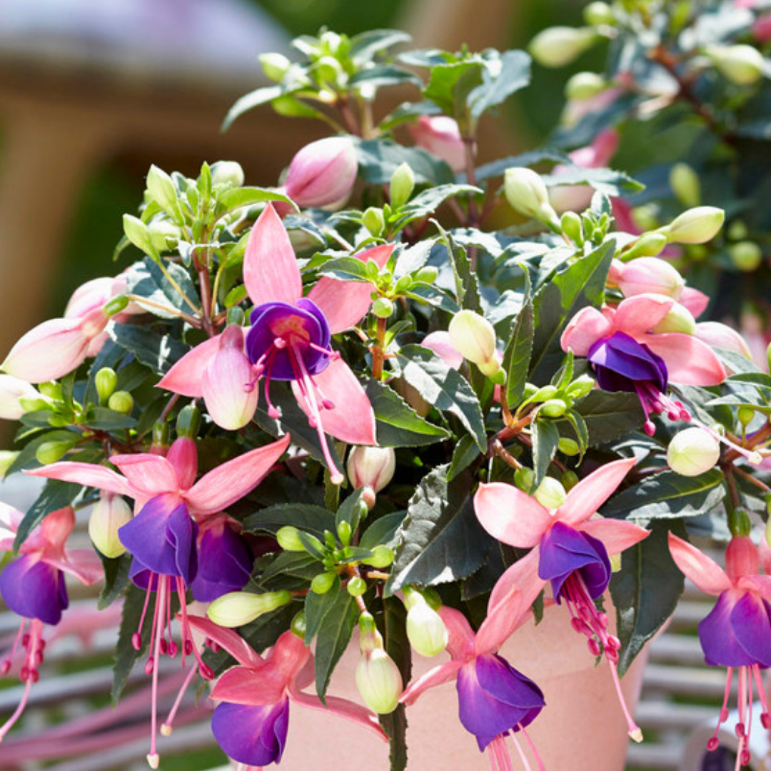 Set of 3 or 6 Large, Garden Ready Plants - Fuchsia Bella Mariska (Light Pink & Purple)